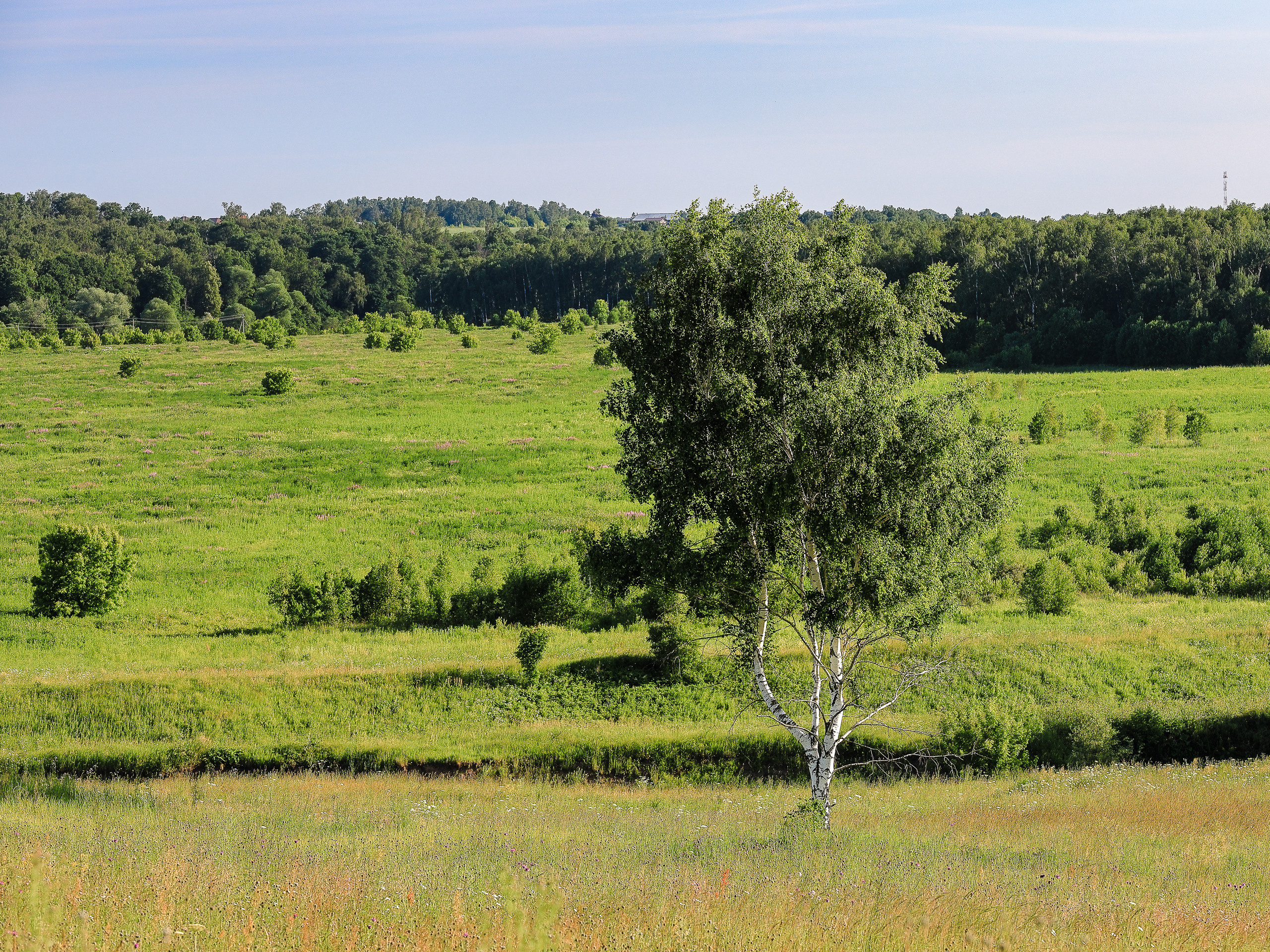 Красивая природа летом. Береза на переднем плане