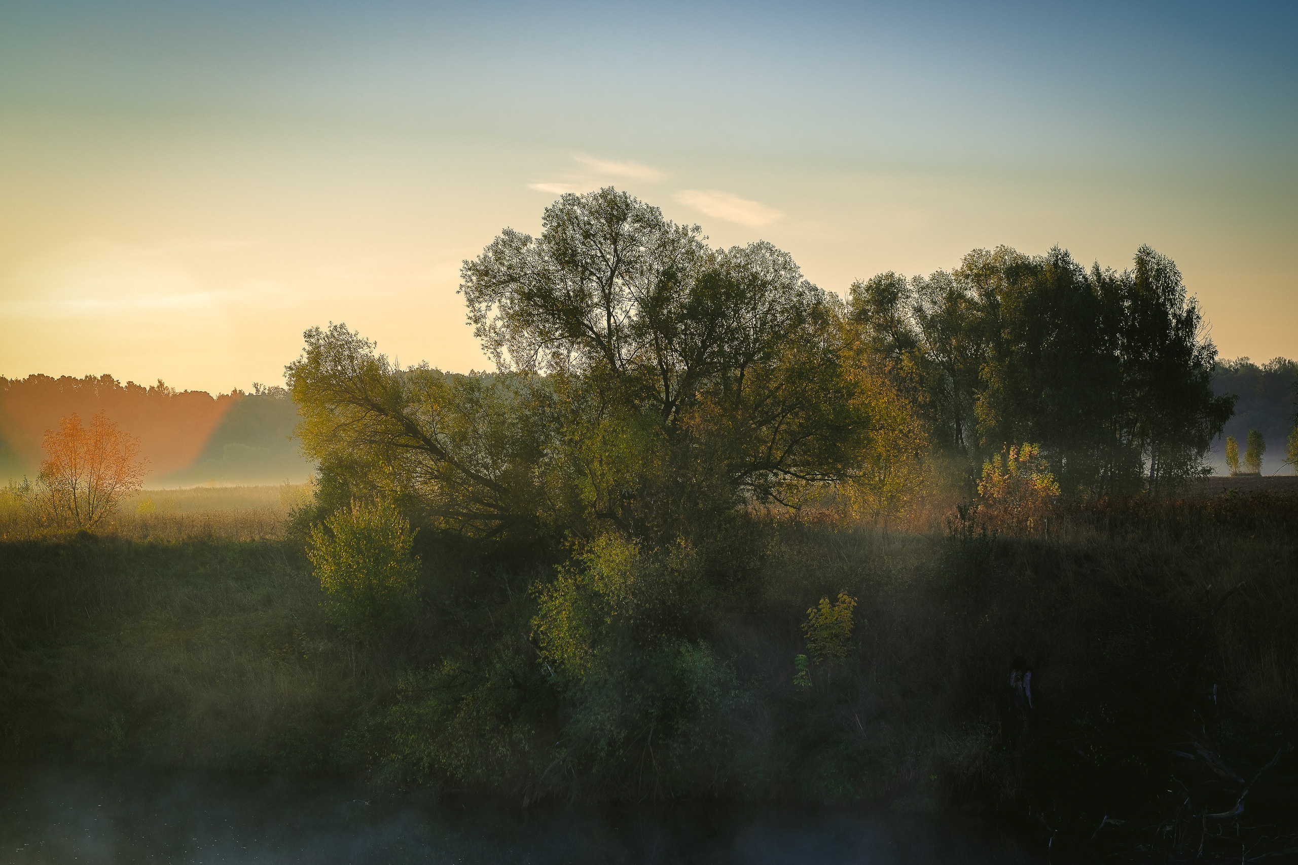 Осеннее дерево на рассвете