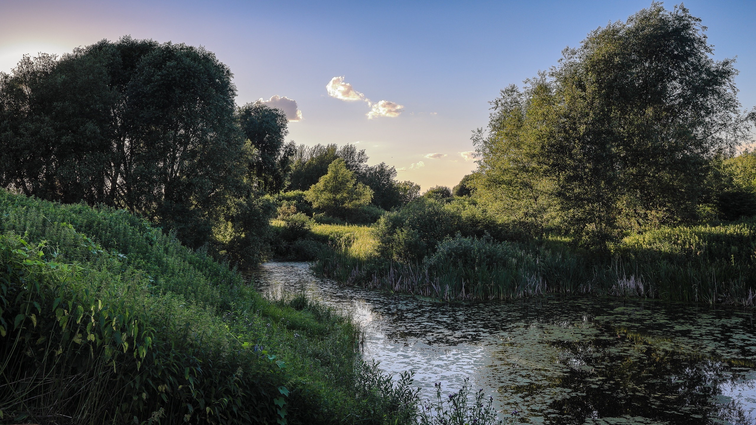 Недосягаемая старица в Подмосковье вечером. nature of Moscow region, landscape.