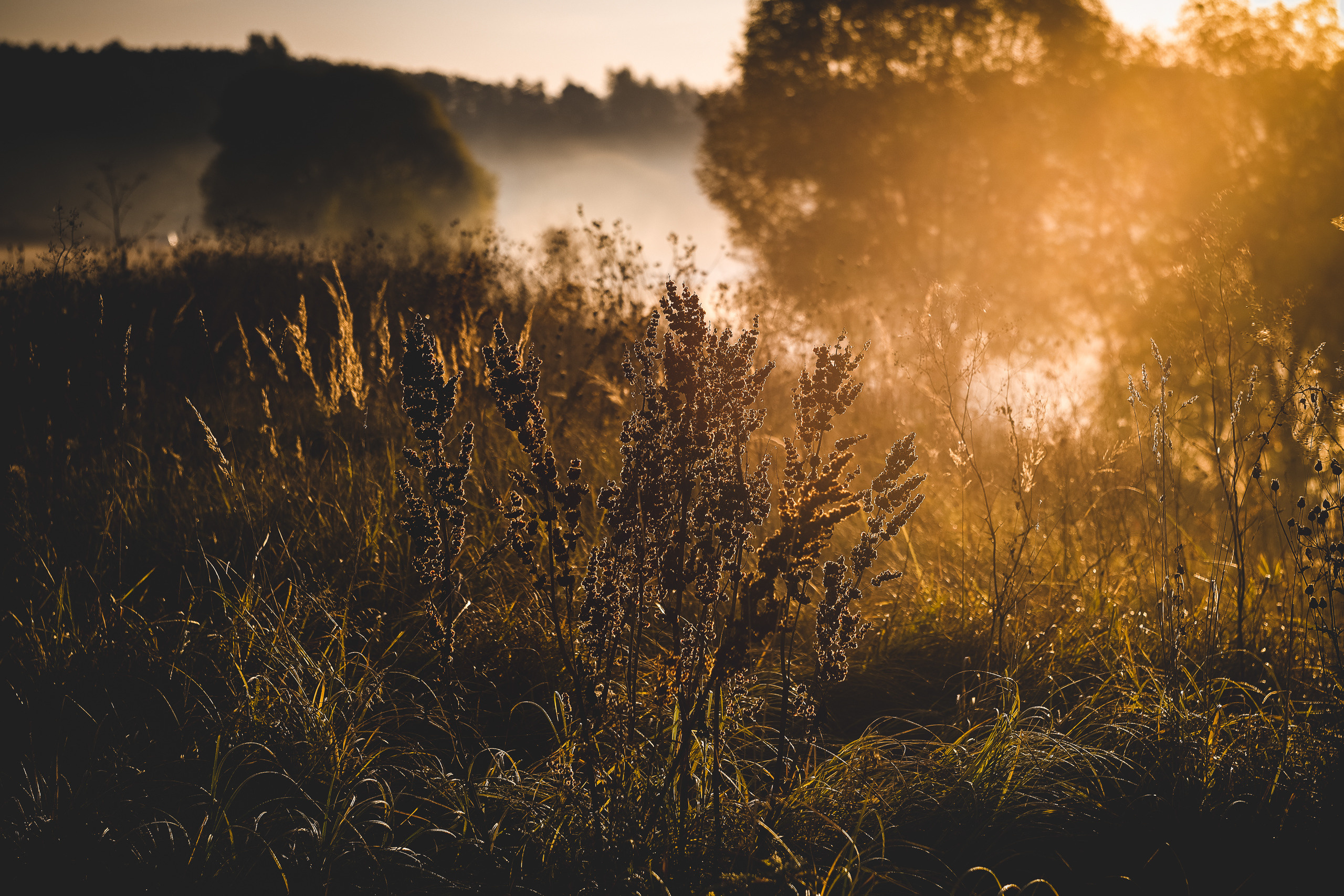 Туман на рассвете объектив Зенит 85мм f1.5. Очень малая глубина резкости. А условия освещения просто прекрасны