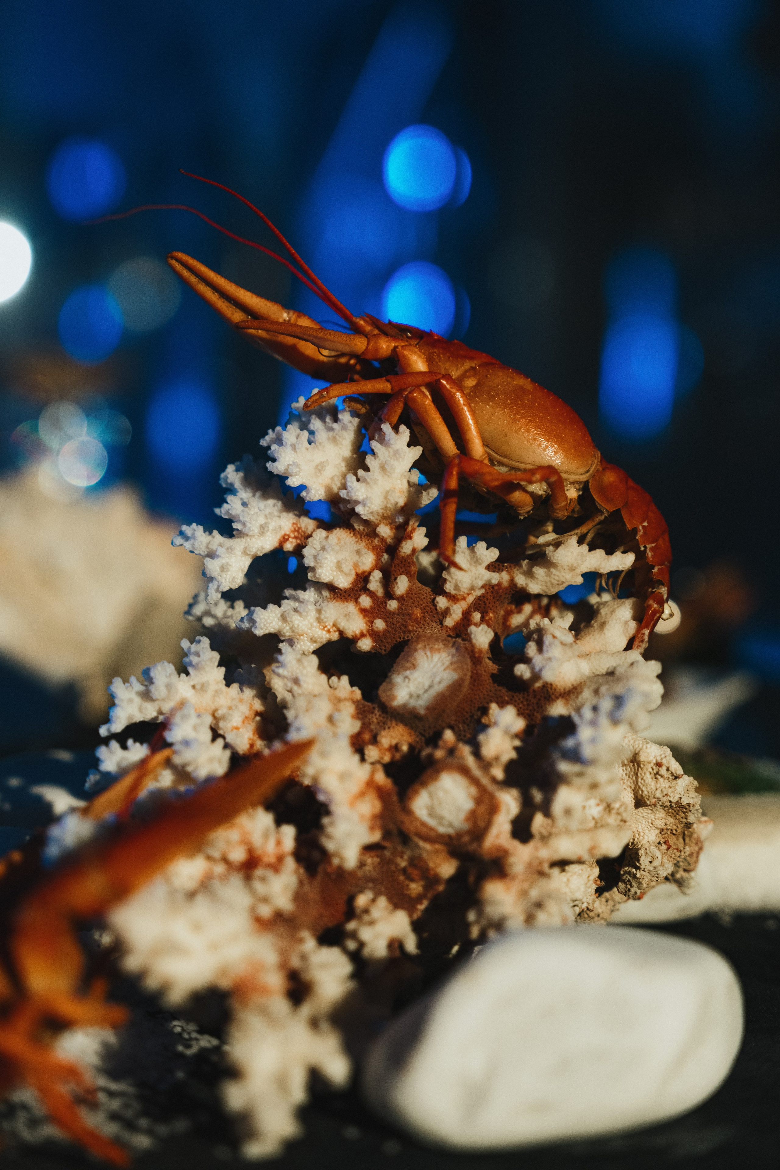 9 лет Doubletree by Hilton Tyumen. Свадебный и портретный фотограф в Тюмени Женя Черемнова