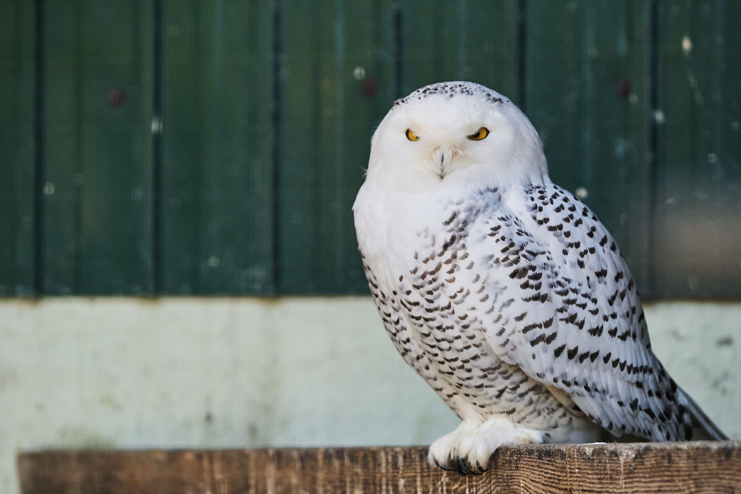 Зоопарк Иваново. Фотограф в Иваново: Каталожная съемка одежды и постельного белья, Wildberries