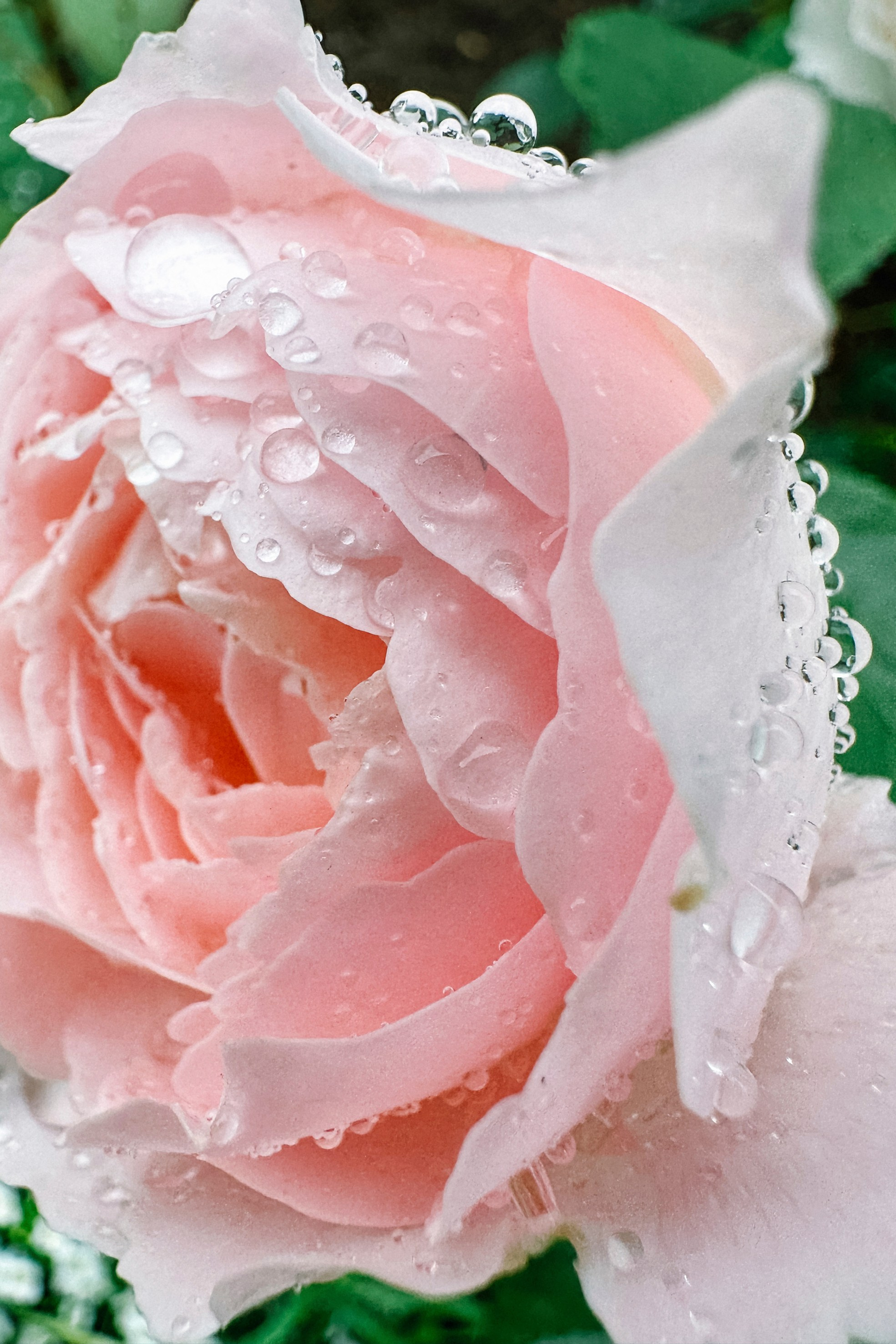 Природа. Команда фотографов Кристины Ивановой