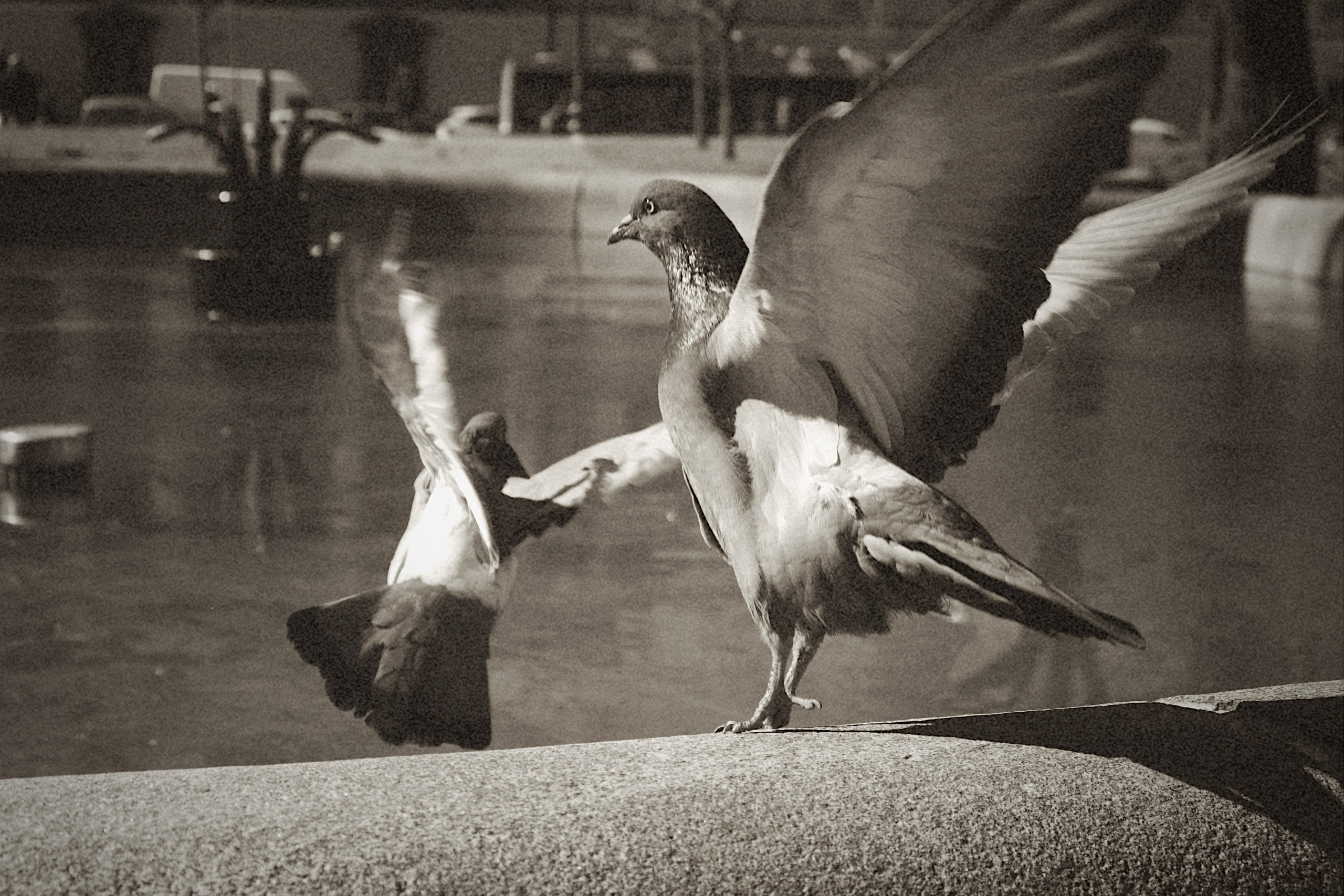 ANIMALS. Элиз — фотограф в Москве. Снимаю людей, архитектуру, город, животных и создаю визуальный контент для брендов