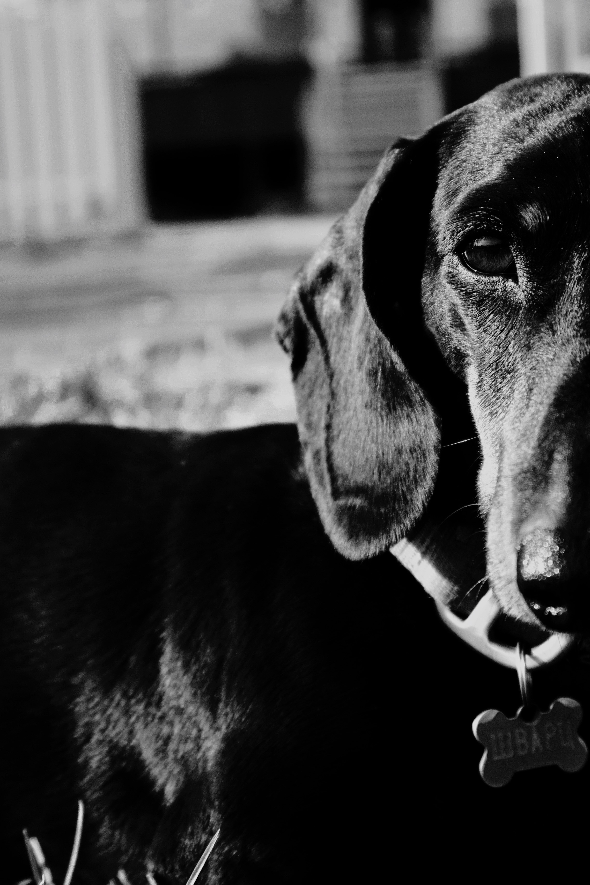 ANIMALS. Элиз — фотограф в Москве. Снимаю людей, архитектуру, город, животных и создаю визуальный контент для брендов