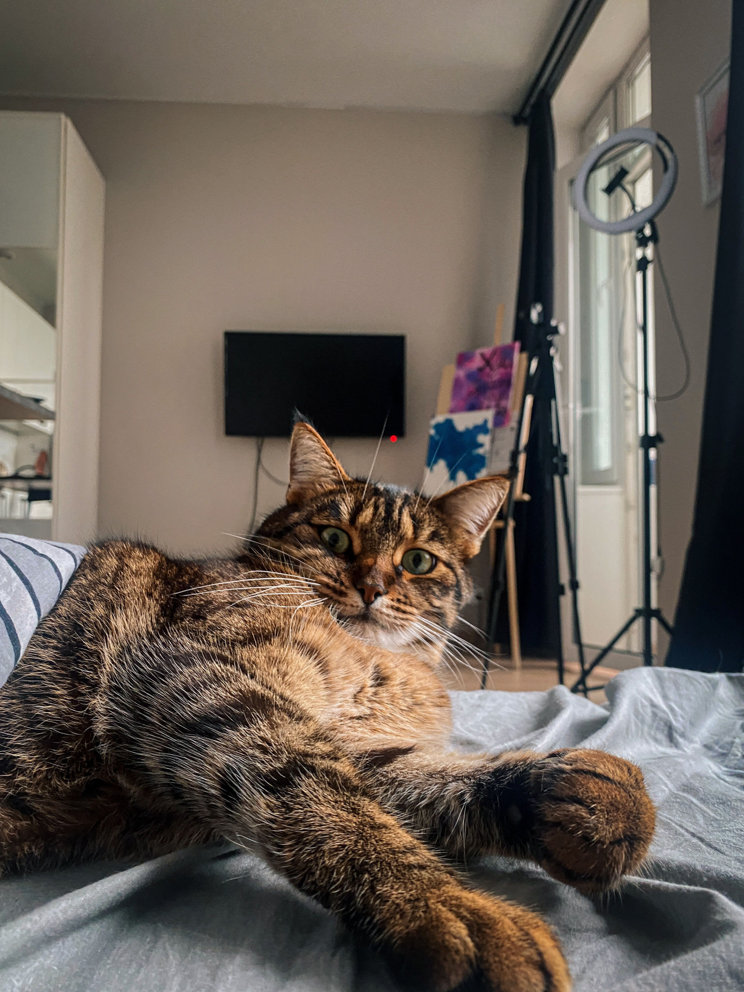 ANIMALS. Элиз — фотограф в Москве. Снимаю людей, архитектуру, город, животных и создаю визуальный контент для брендов