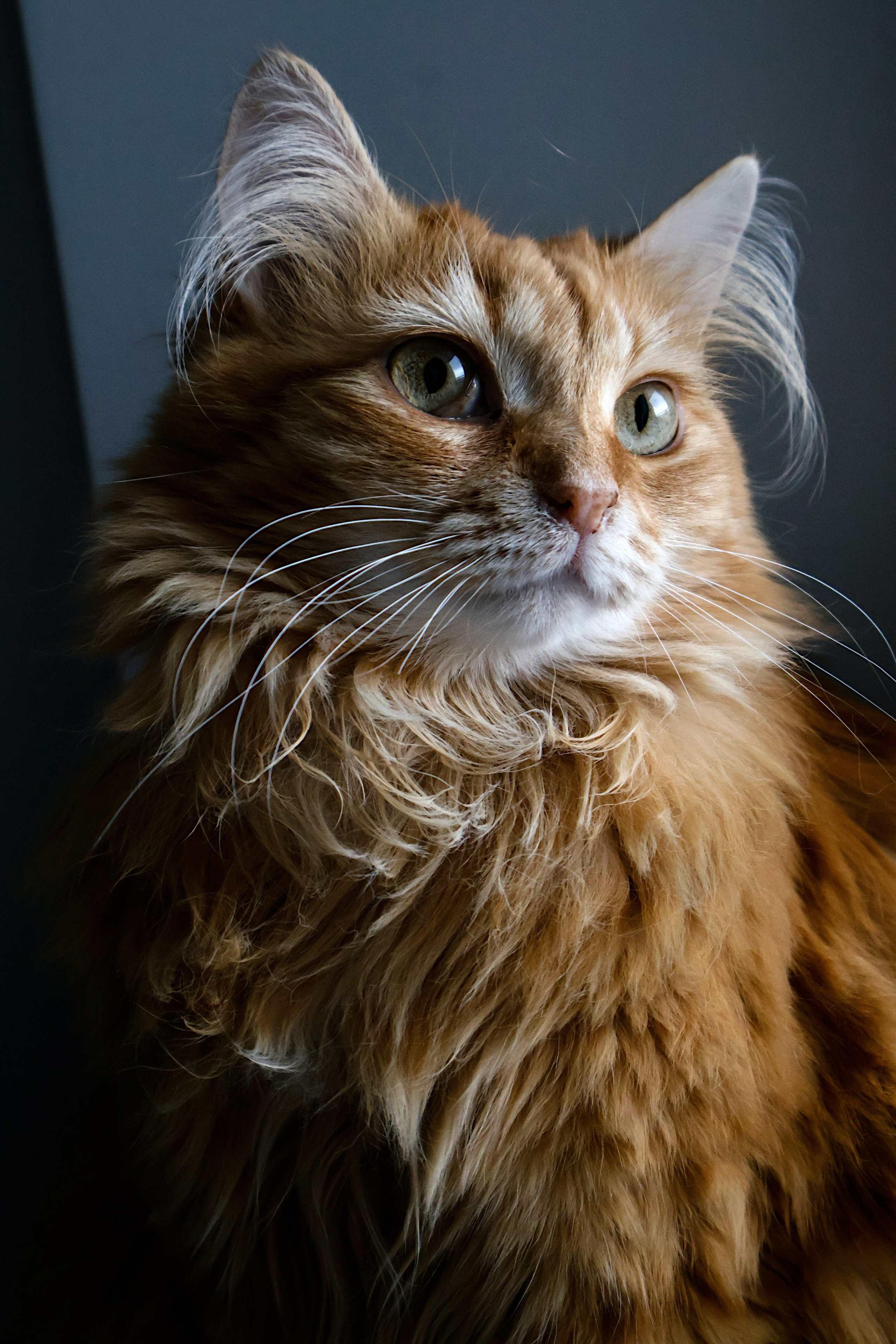 ANIMALS. Элиз — фотограф в Москве. Снимаю людей, архитектуру, город, животных и создаю визуальный контент для брендов