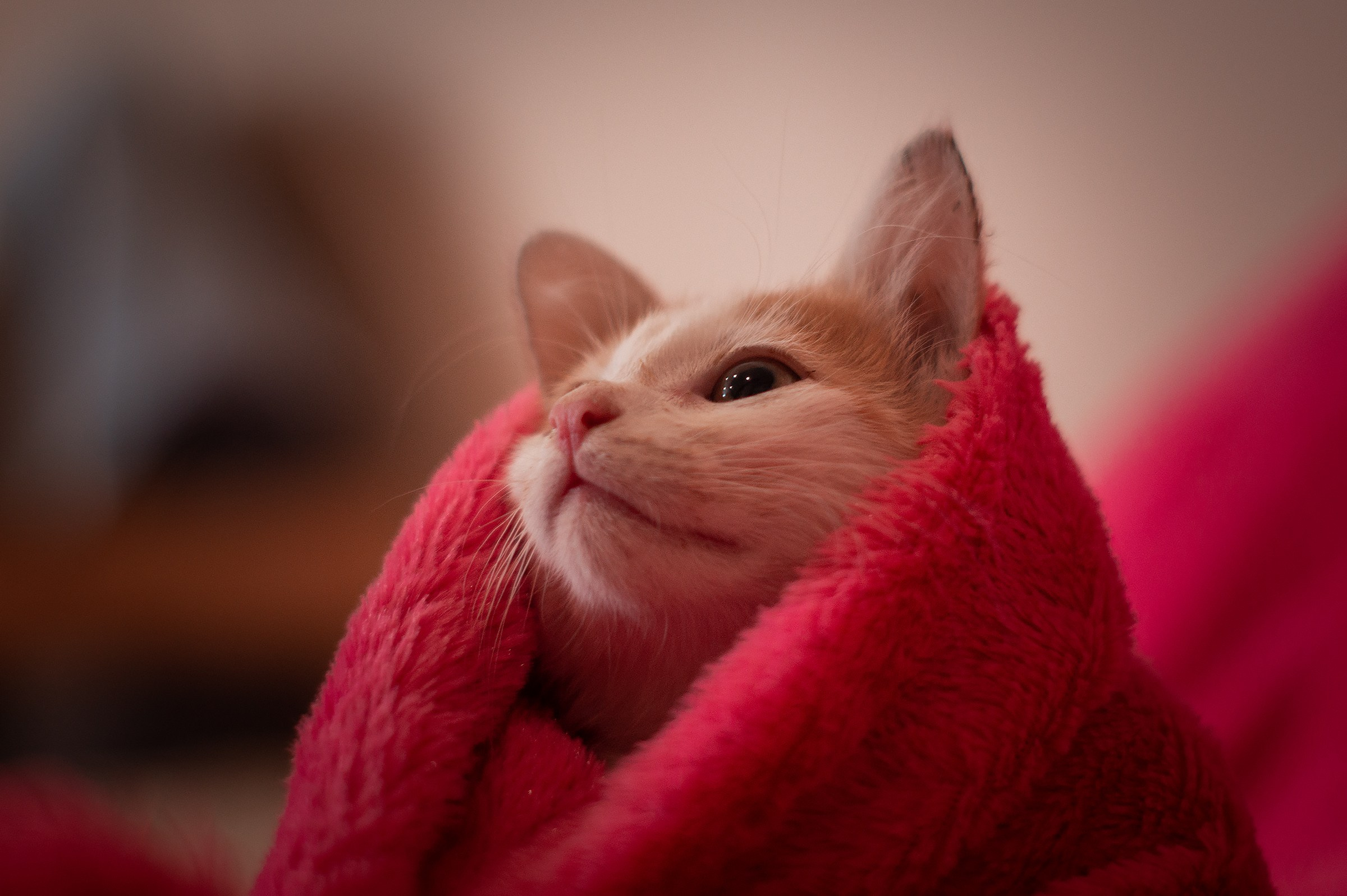 Съемки животных. Фотограф в Санкт-Петербурге и ЛО Егор Ставер