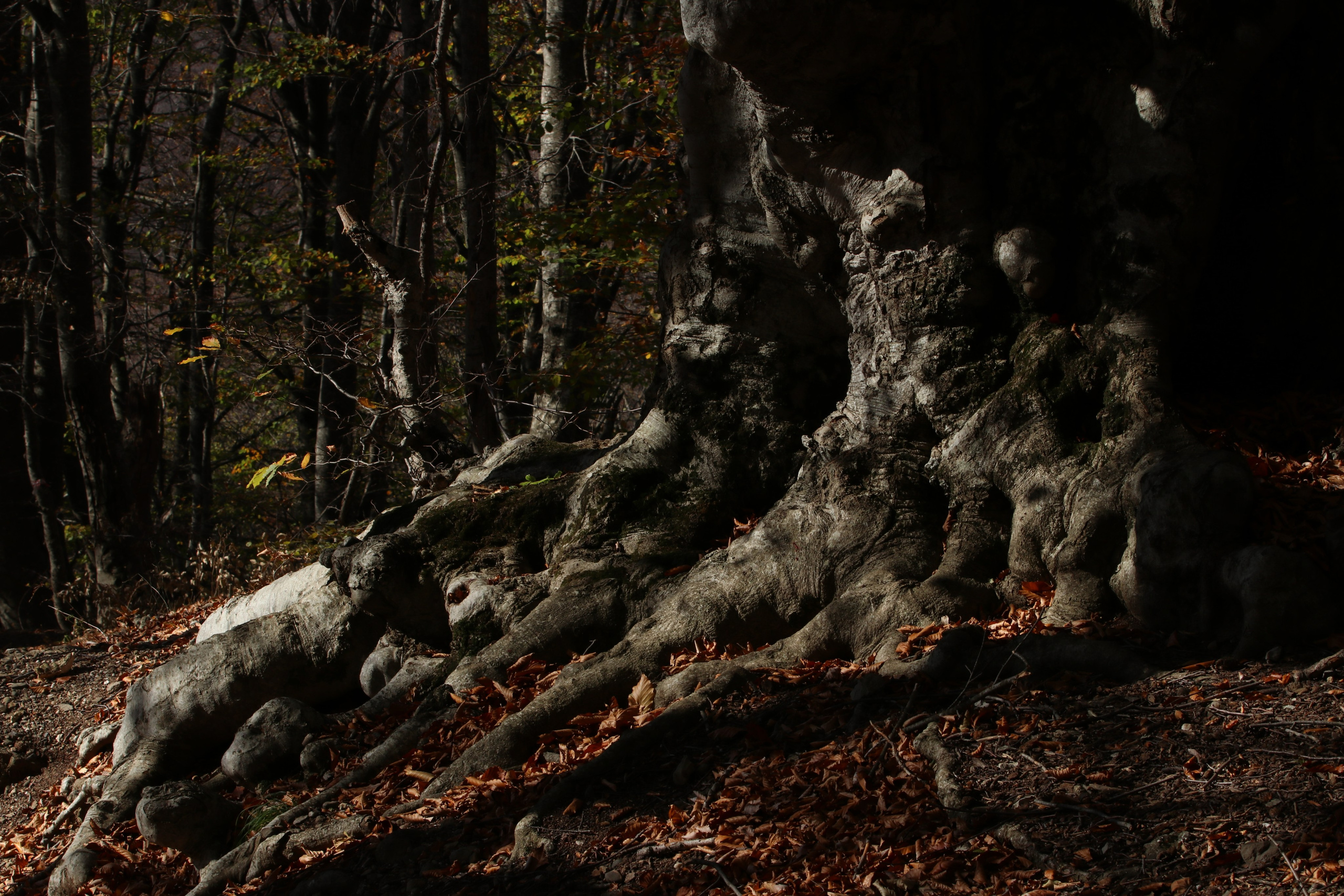 Крым. ЮБК (Гурзуф, Судак и их окрестности). Ноябрь 2023. Путешественник-фотограф из Санкт-Петербурга Татьяна Свистулина