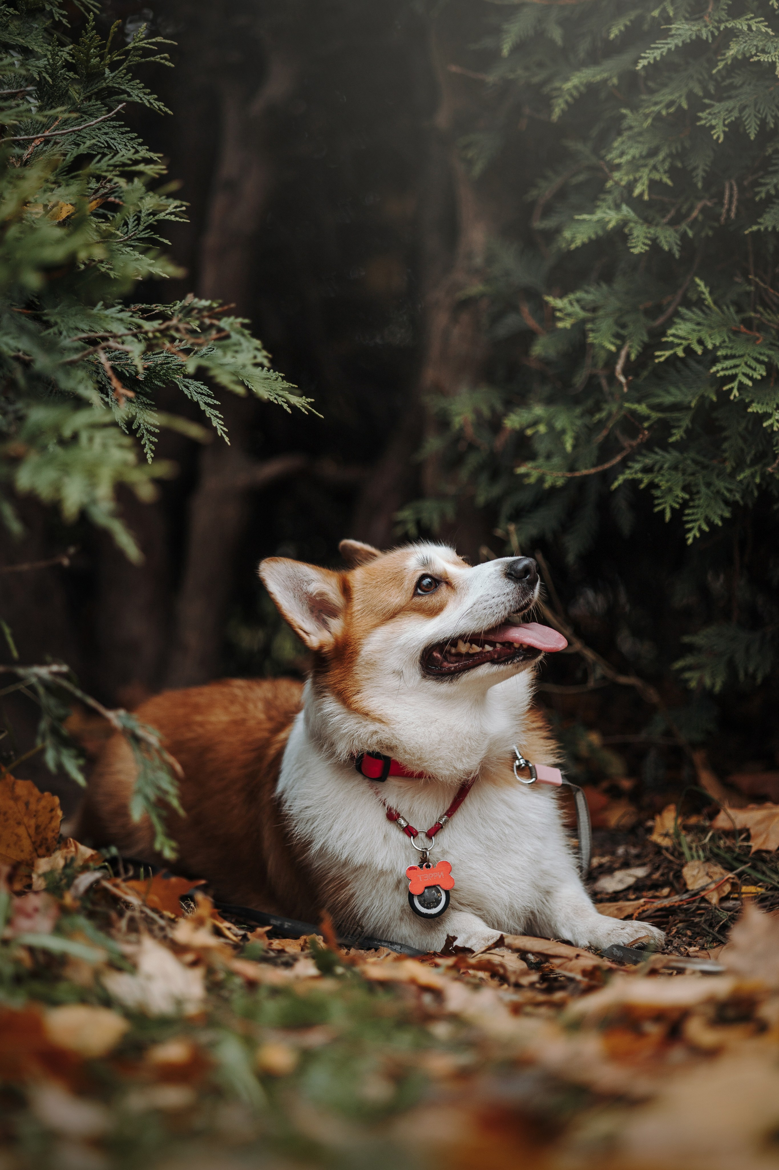Юля и Терри. Фотограф — Анималист | Санкт-Петербург