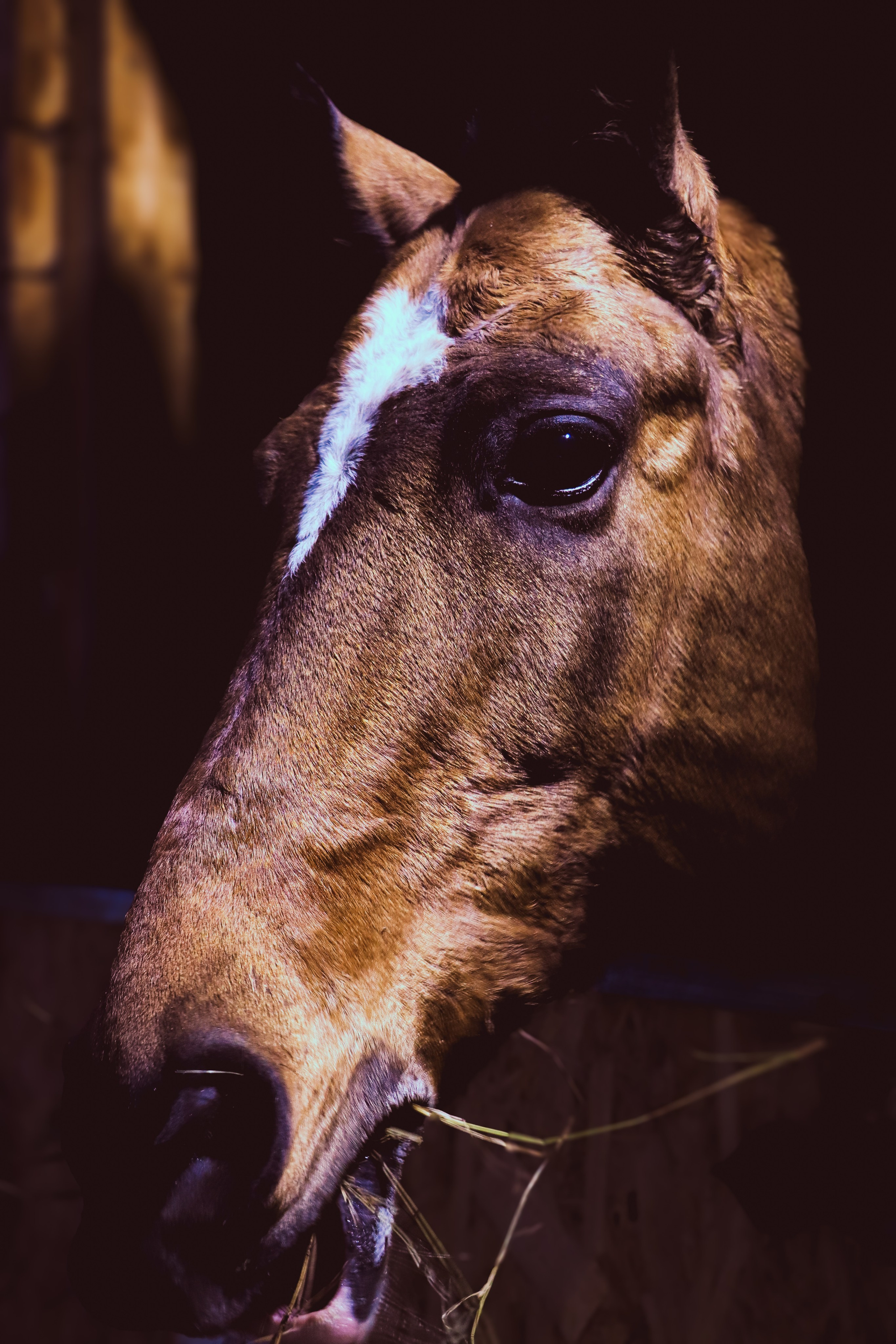 Девочка с конём. Фотограф репортажей и стритфотосессий в Москве Людмила Смирнова