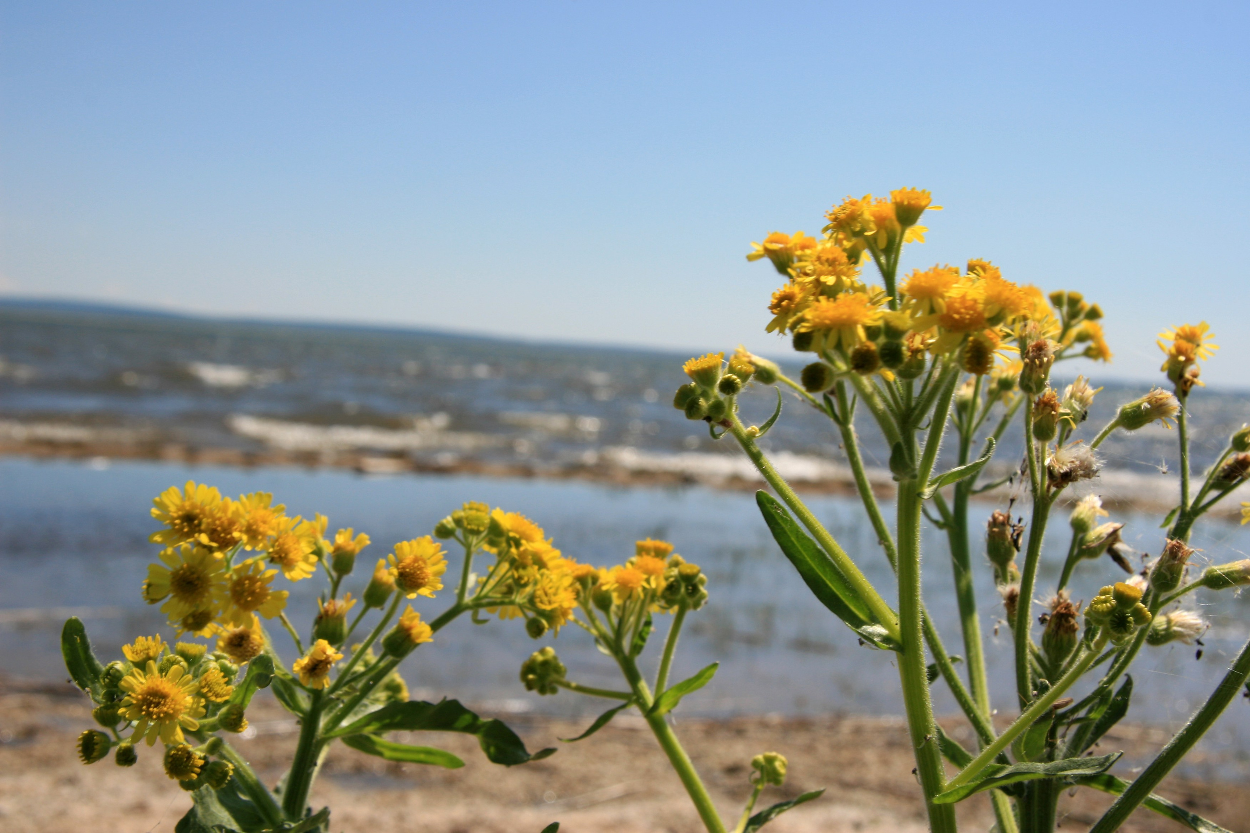 Фото Природы Забайкалья. Студия Максима Белослюдцева