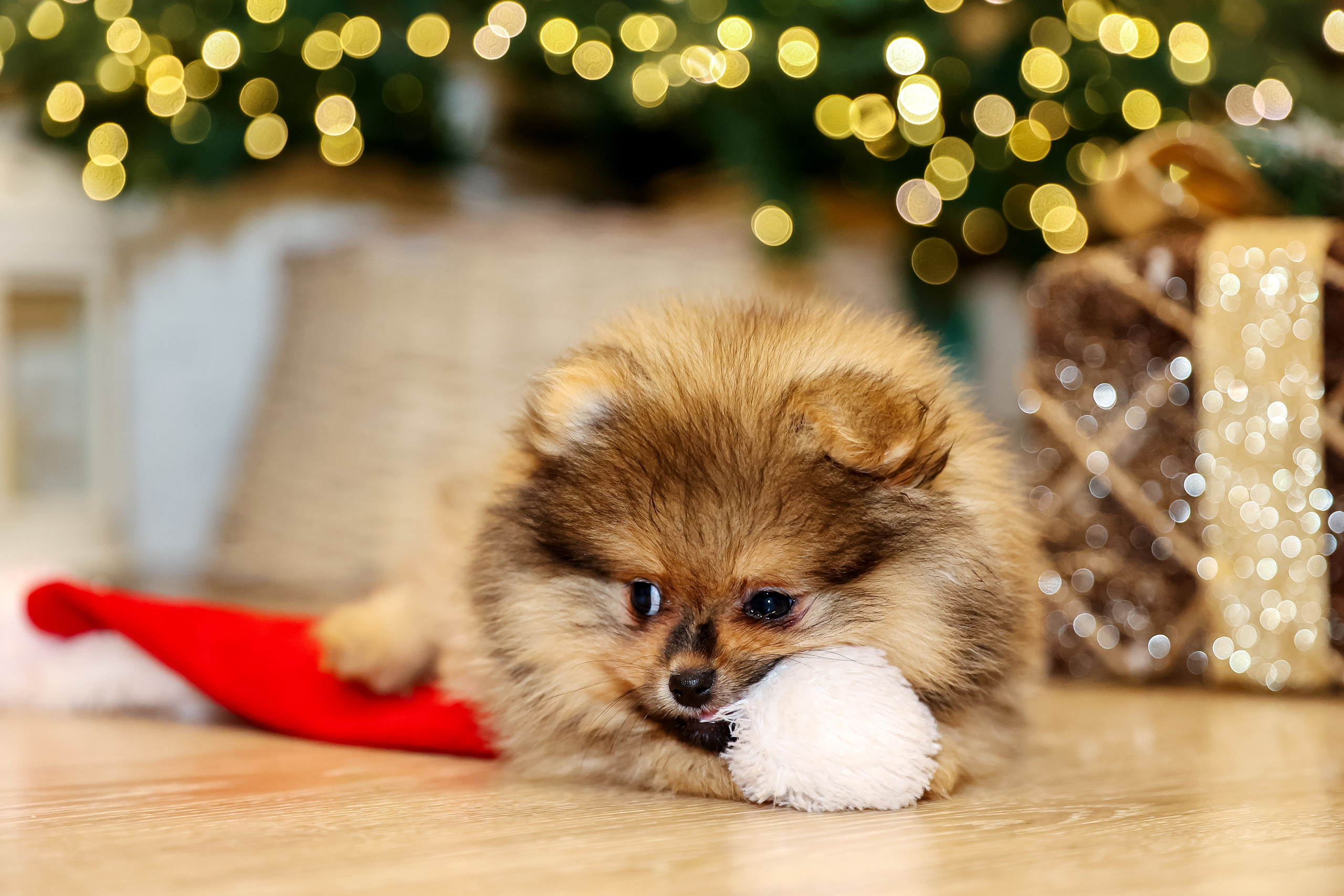 Съемка щенков шпица. Фотограф — Татьяна Кириллова, г. Санкт-Петербург