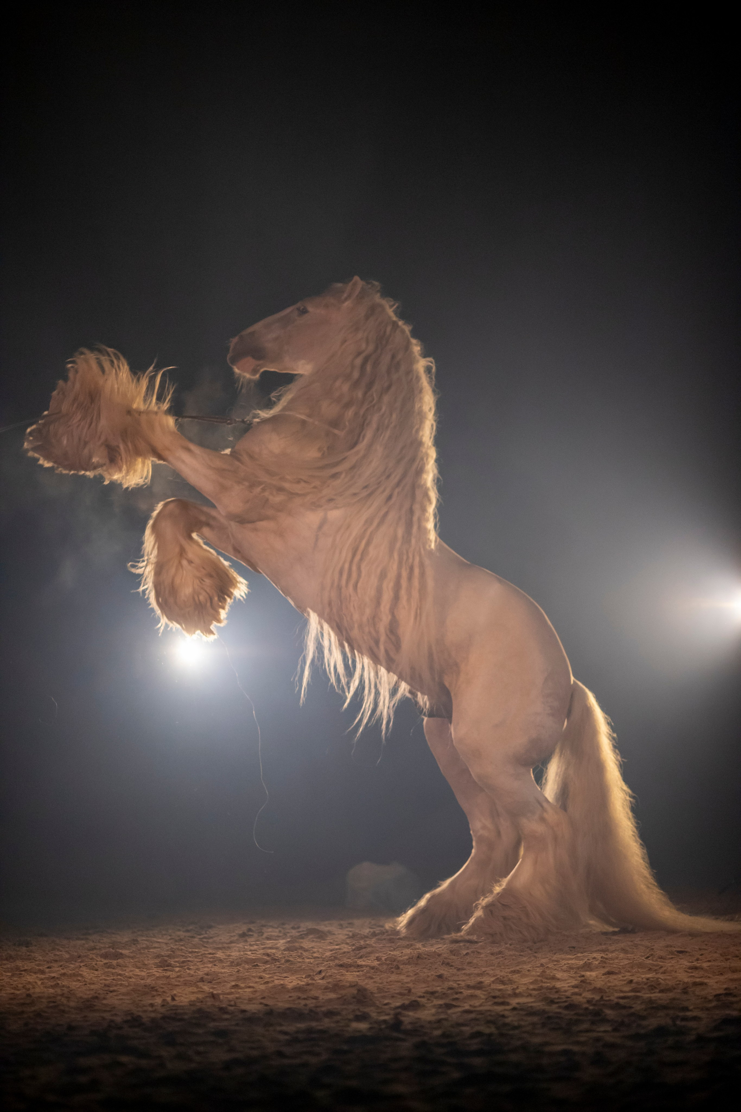 Животные. Фотограф в Москве и в Московской области Сандра