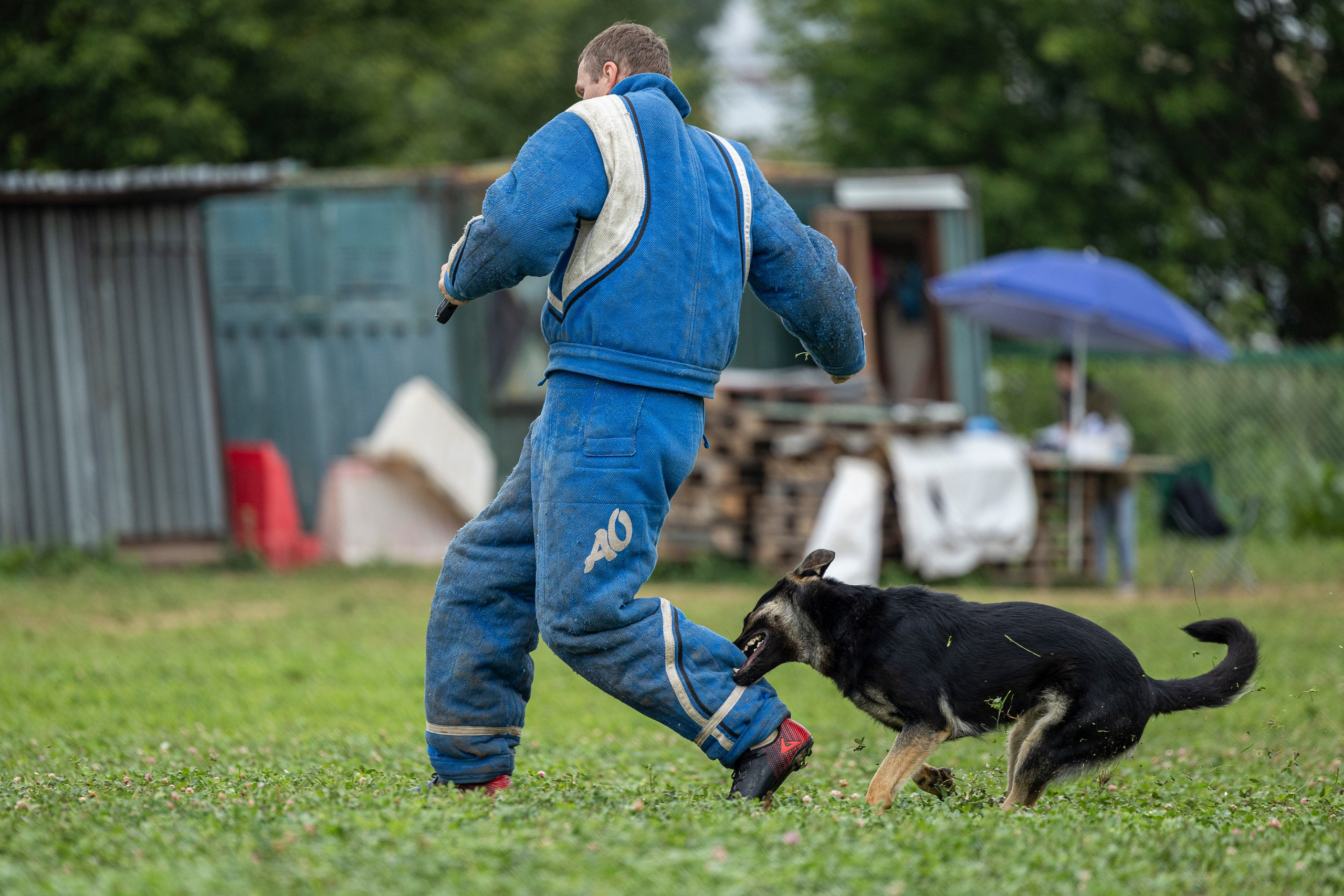 Соревнования по Мондьорингу г. Вологда 10-11.08.2024. Фотограф-анималист Анна Маринич
