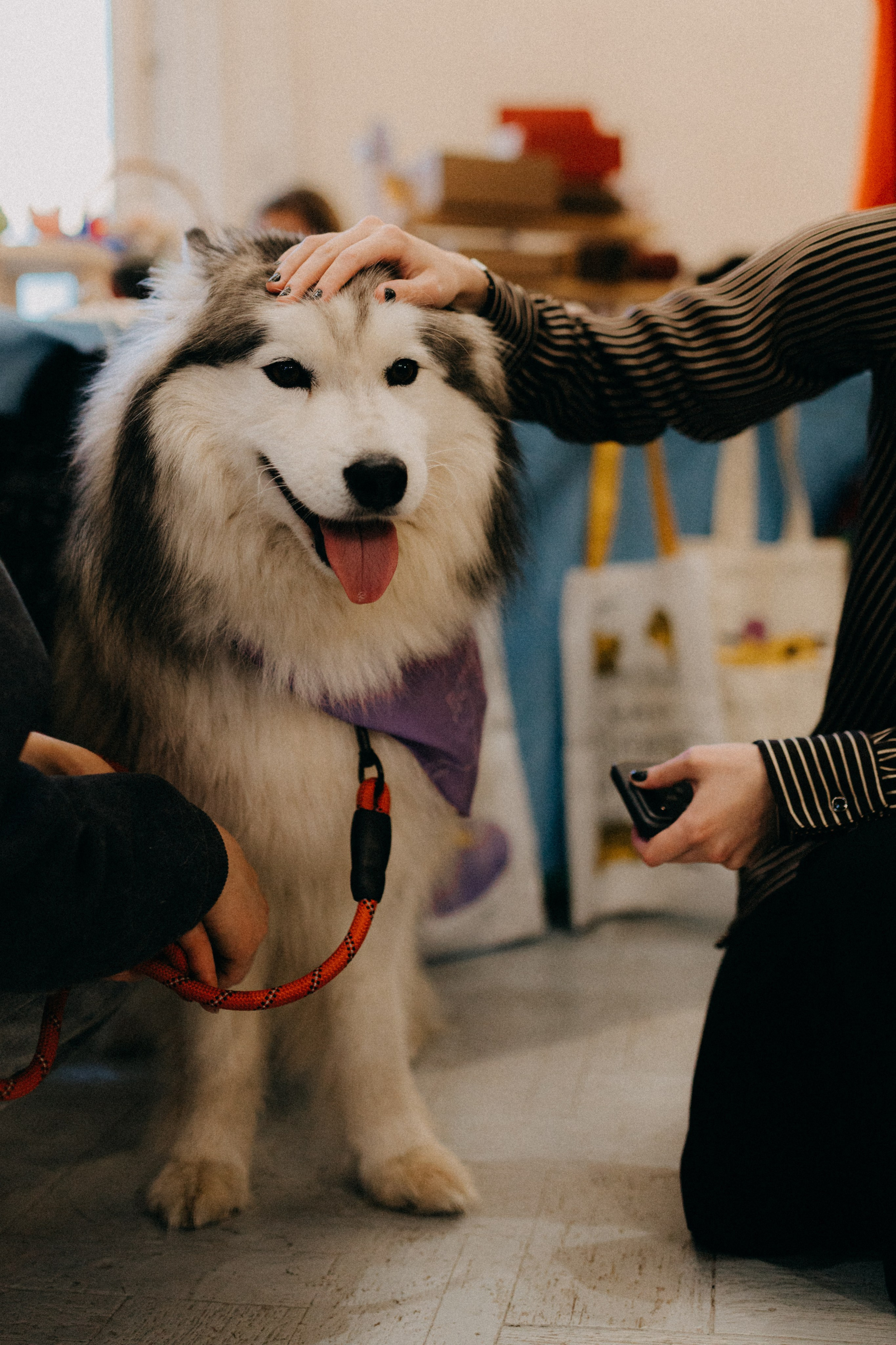 Маркет КИТЧ. Фотограф НОГИНСК, Москва, Анастасия Белая