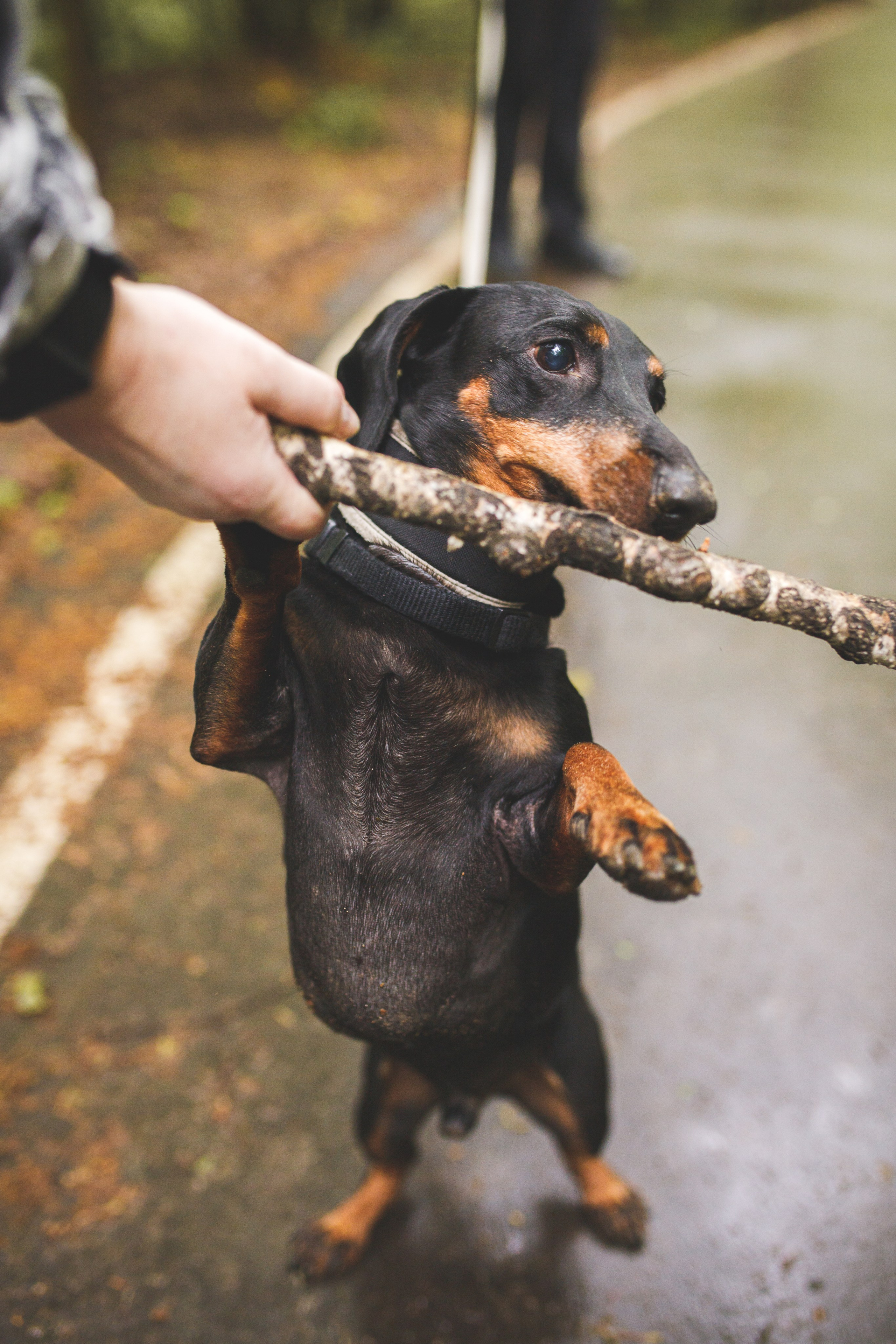 Фотопрогулка большой семьи с двумя собаками летом. Семейный и школьный фотограф в Москве Анна Ткач