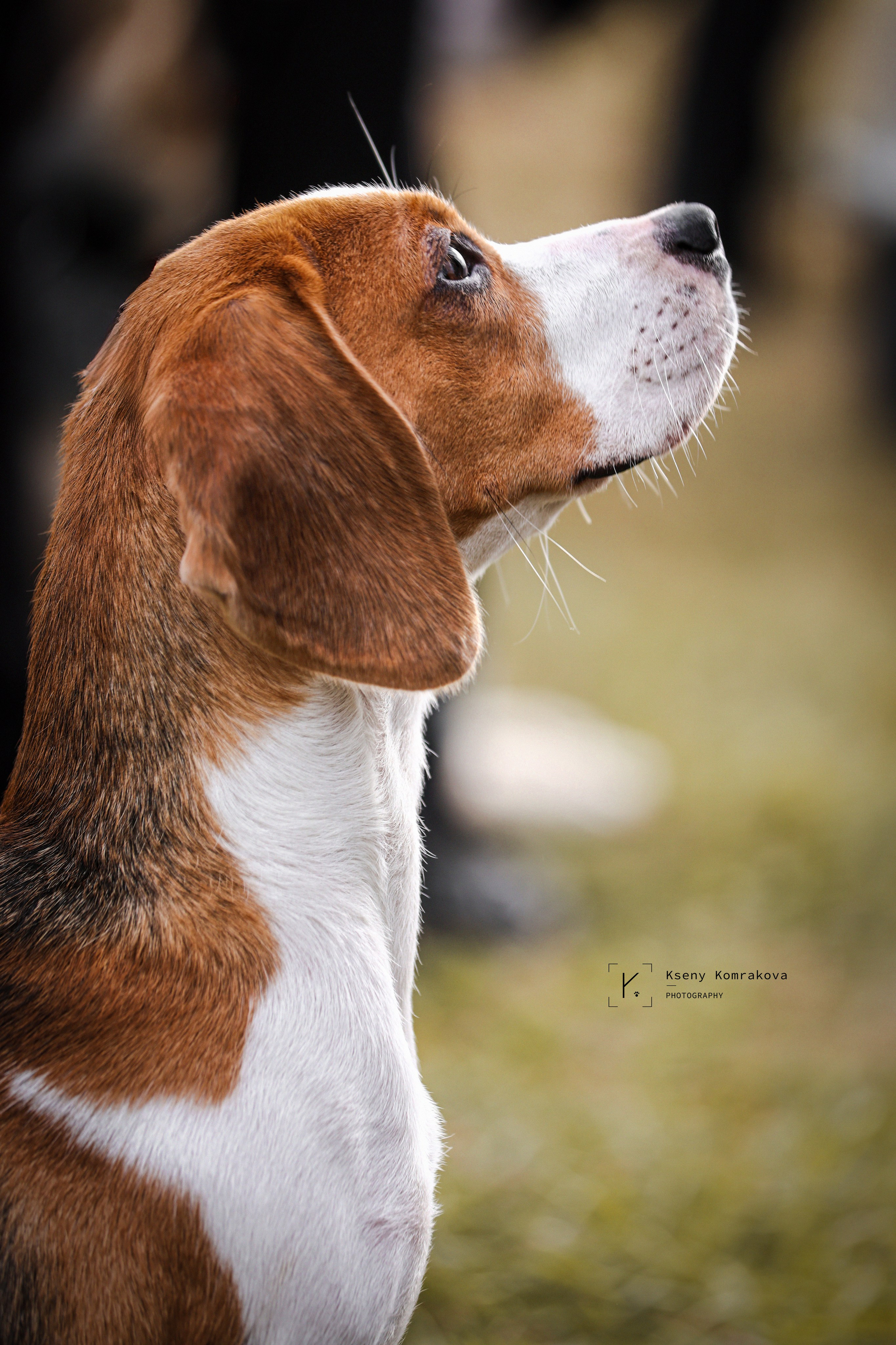 Анималистика. Репортаж. Индивидуальная съемка