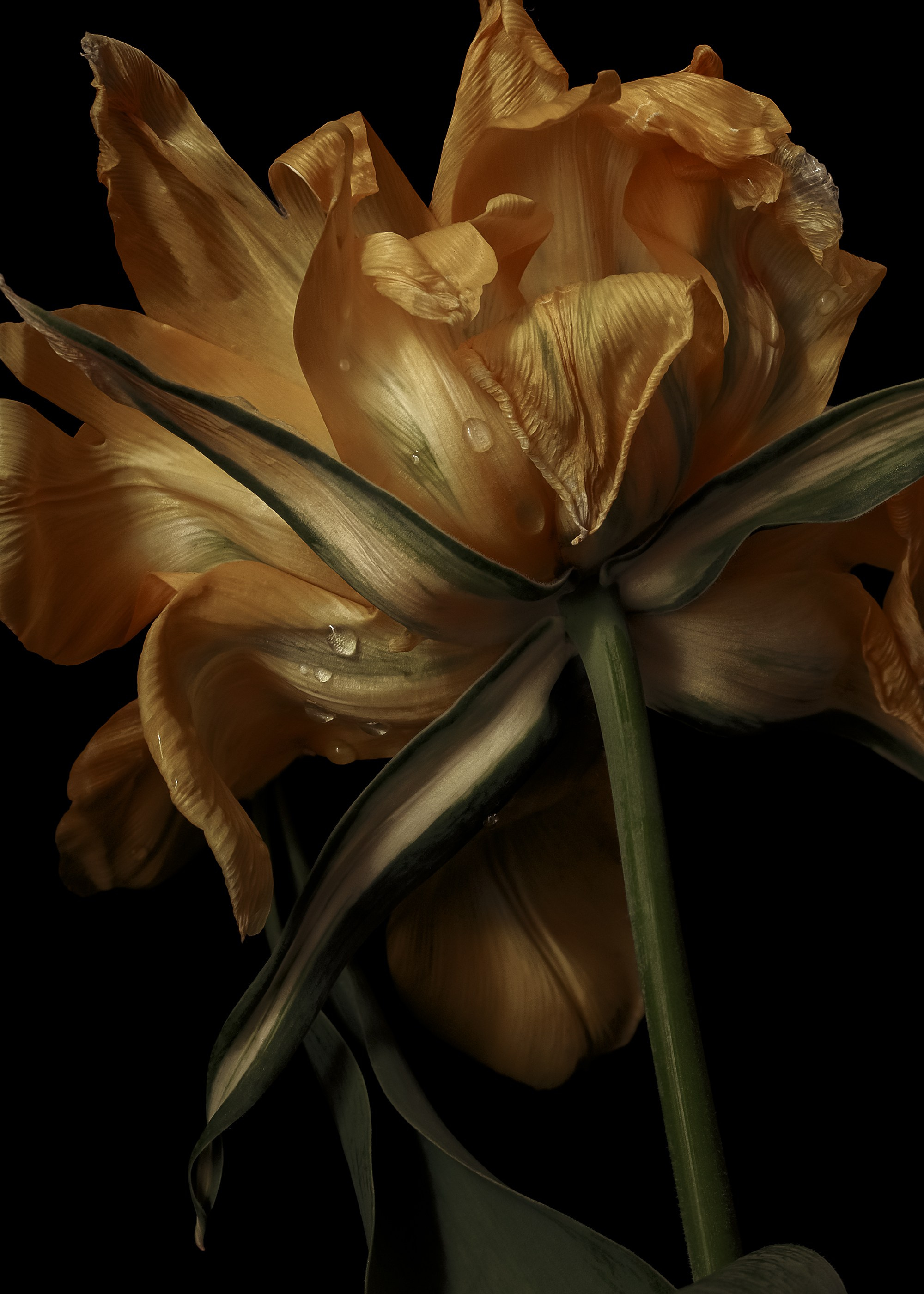 TULIPS. Eirene G |  Photoartist | Flowers from my garden