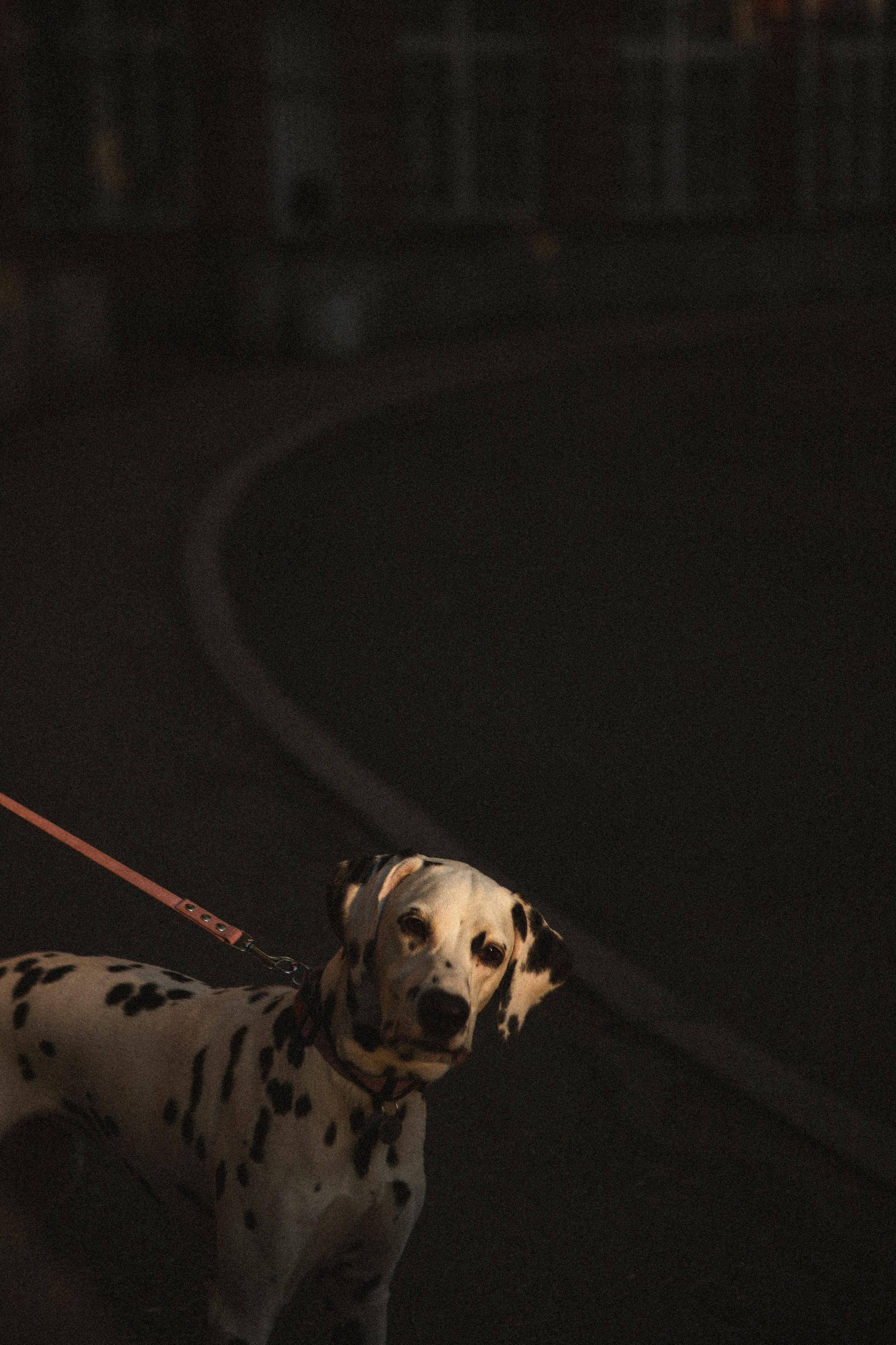 Женя и Сара. Фотограф-анималист в Санкт-Петербурге Алина Яхонт