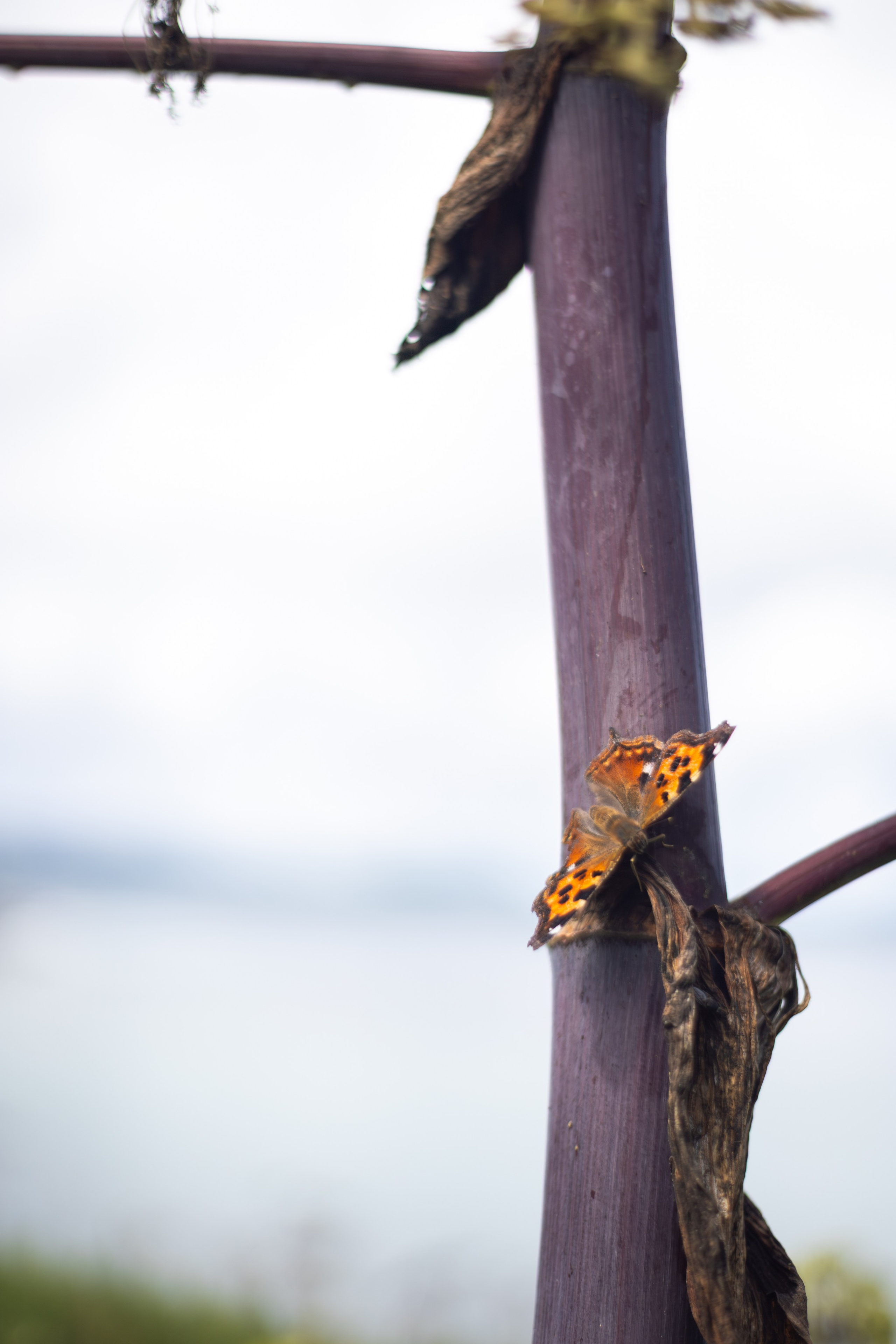 Мыс Евстафия. Фотограф в Южно-Сахалинске Гусаков Евгений