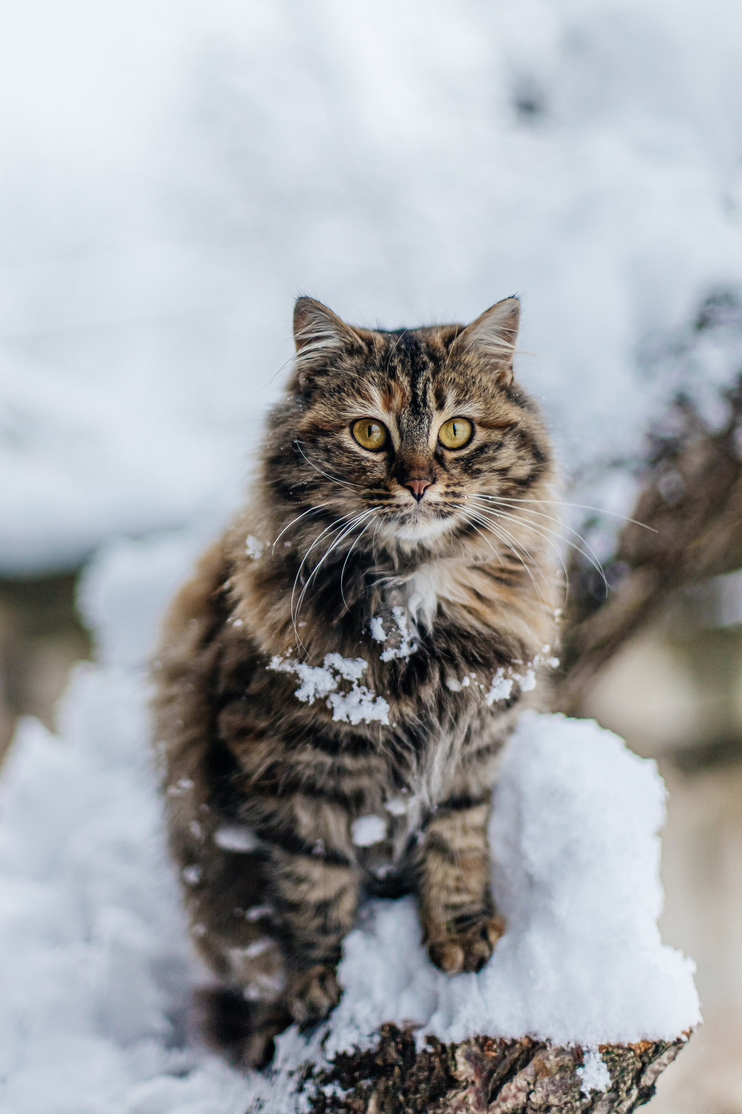 ПЕРВЫЙ СНЕГ. Семейный и детский фотограф в Крыму Екатерина Швец