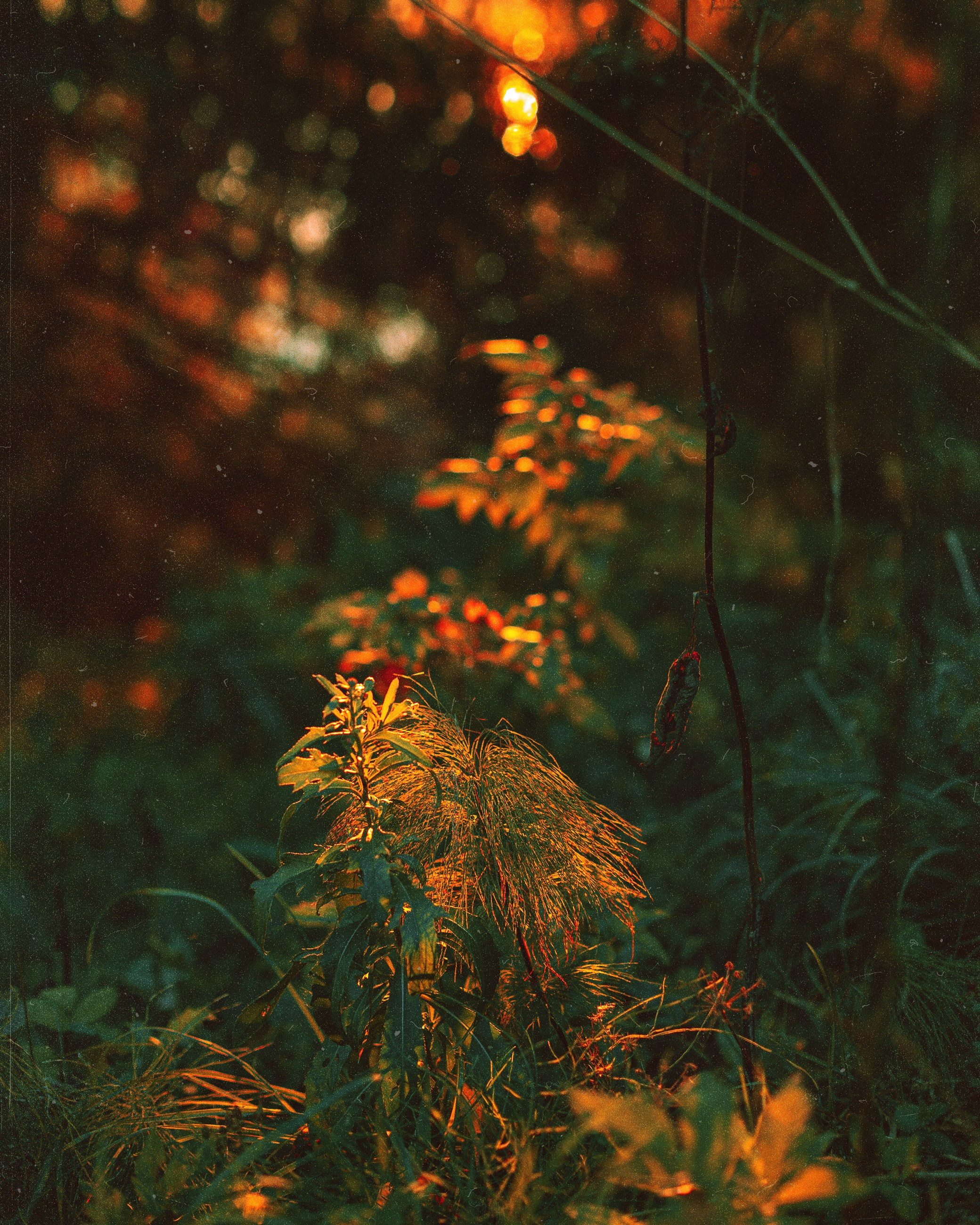 N a t u r e. Your photographer