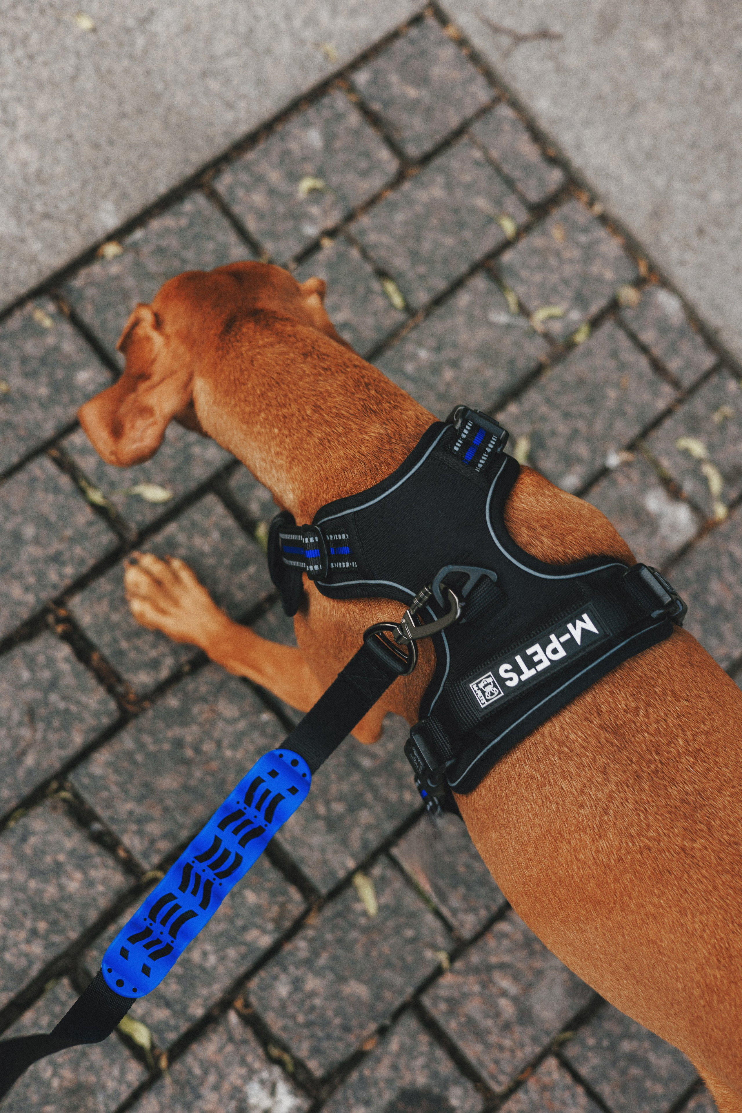 Товары для питомцев M-Pets & Petbiology. Фотограф анималист Осипчикова Мария