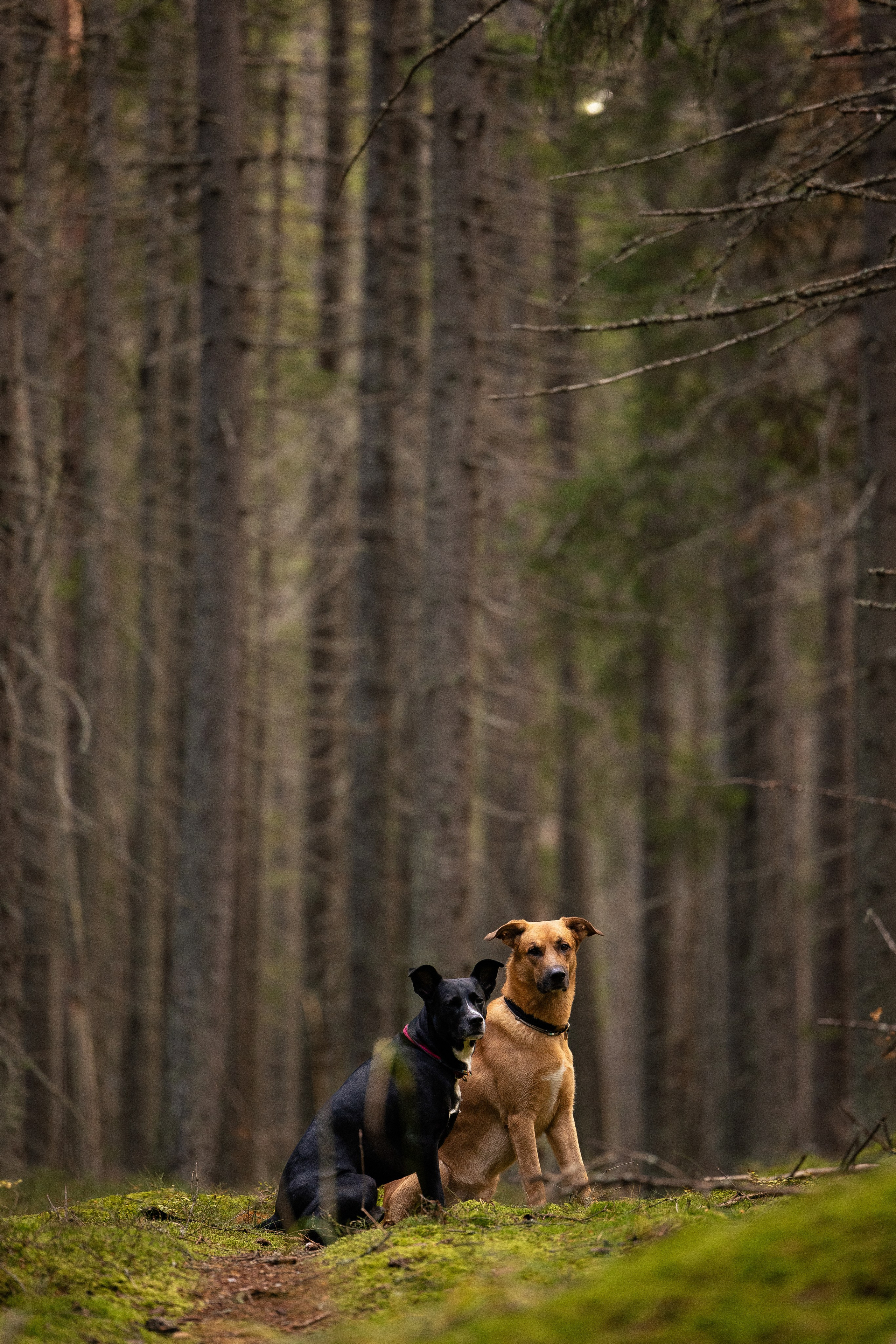 Karelia. Фотограф и видеограф анималист Аганина Дарья