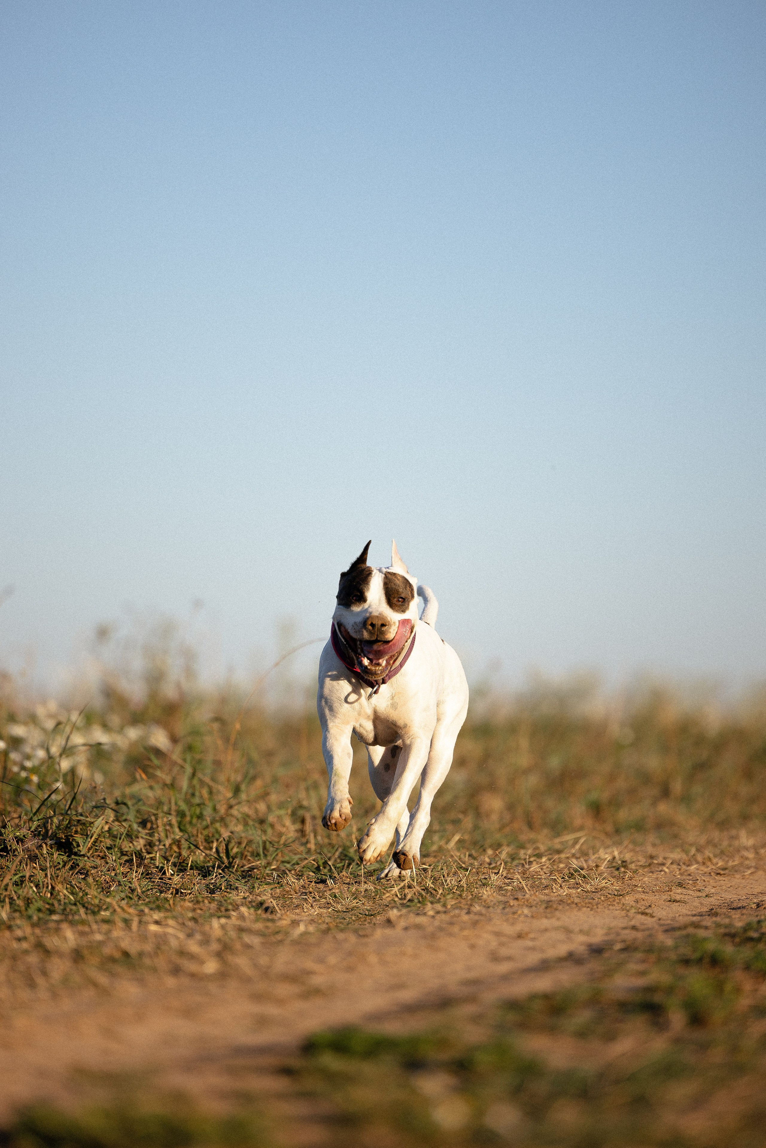 Женя, Афра и Молли. Фотограф и видеограф анималист Аганина Дарья