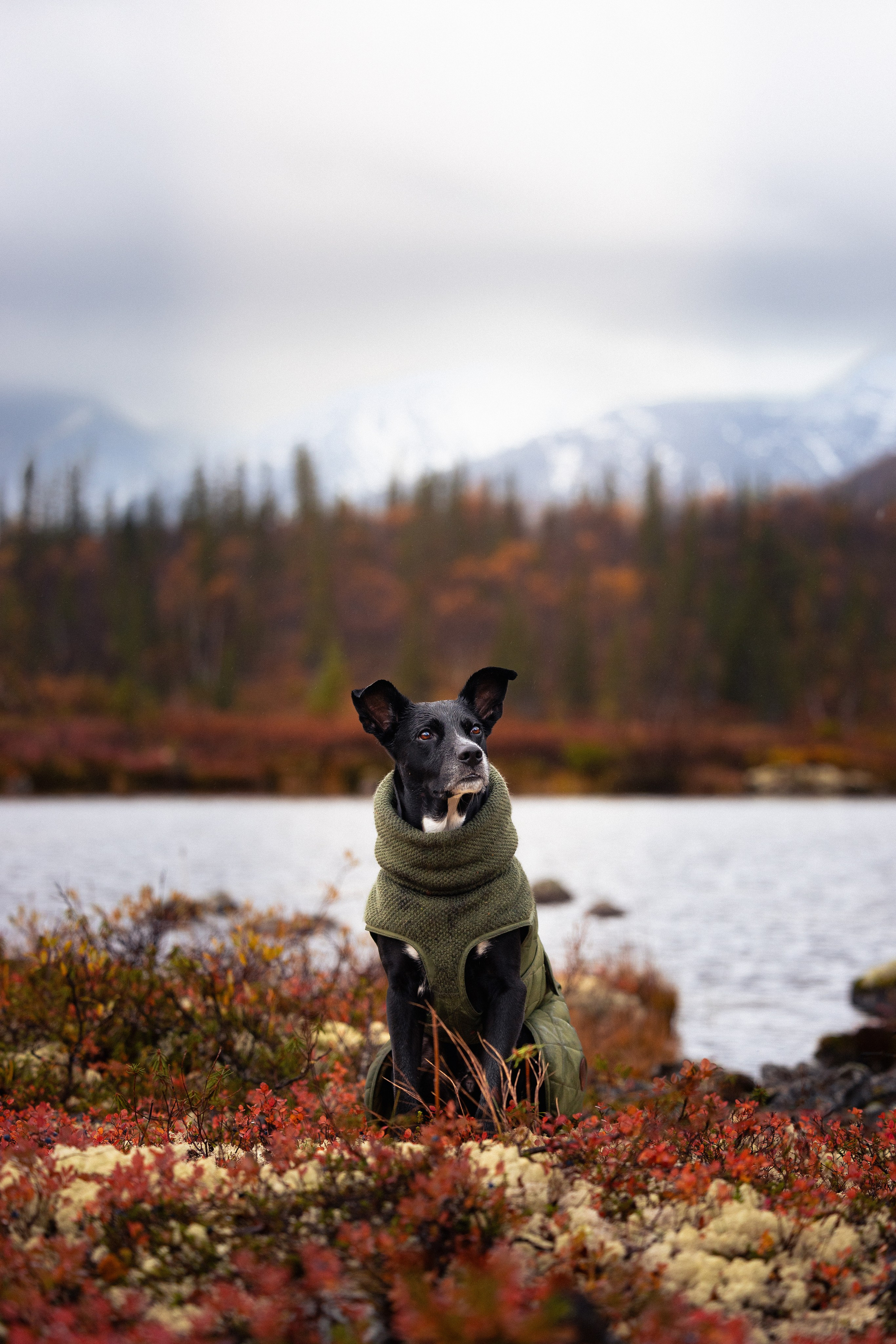 Кольский. Фотограф и видеограф анималист Аганина Дарья