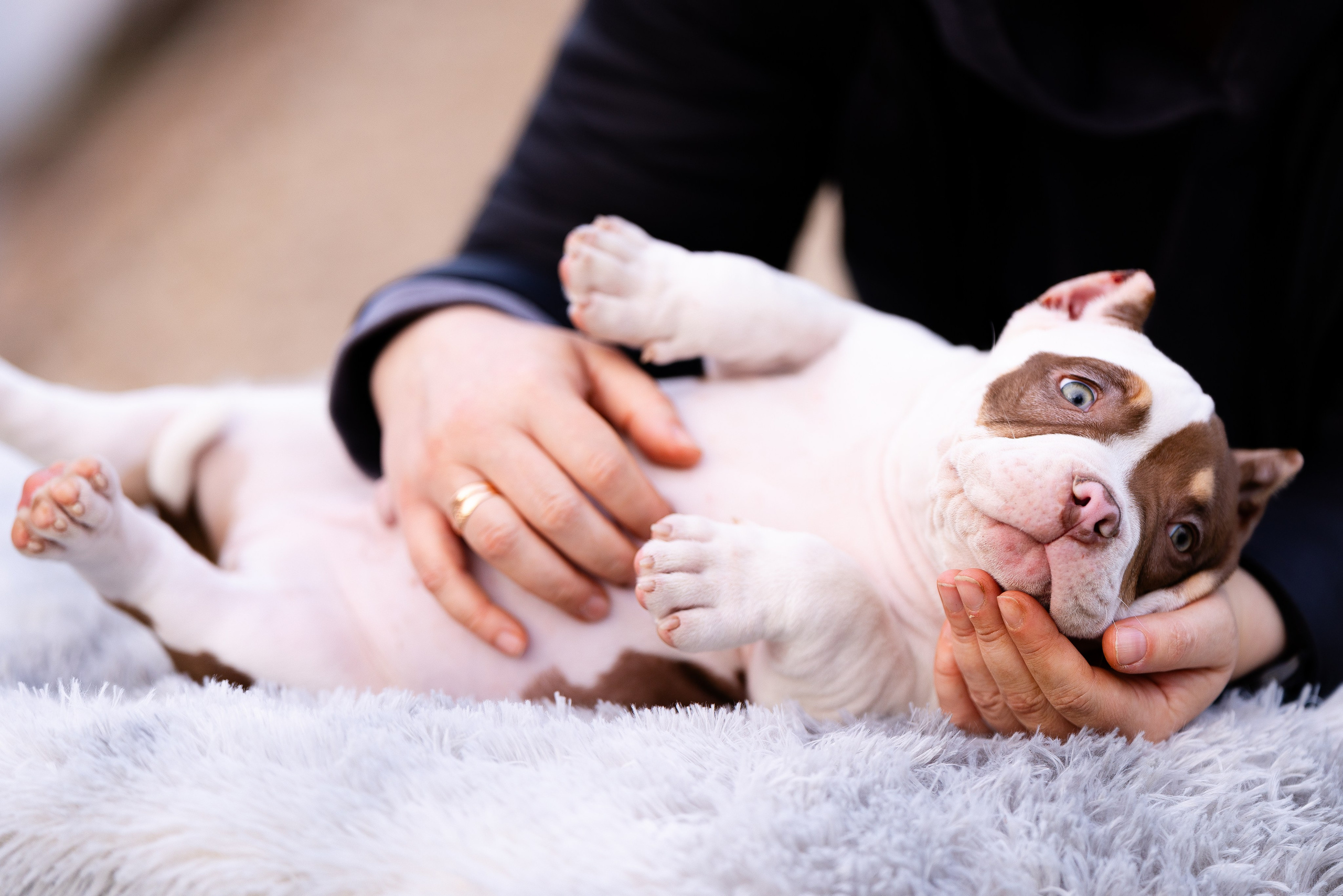 Булли. Фотограф и видеограф анималист Аганина Дарья