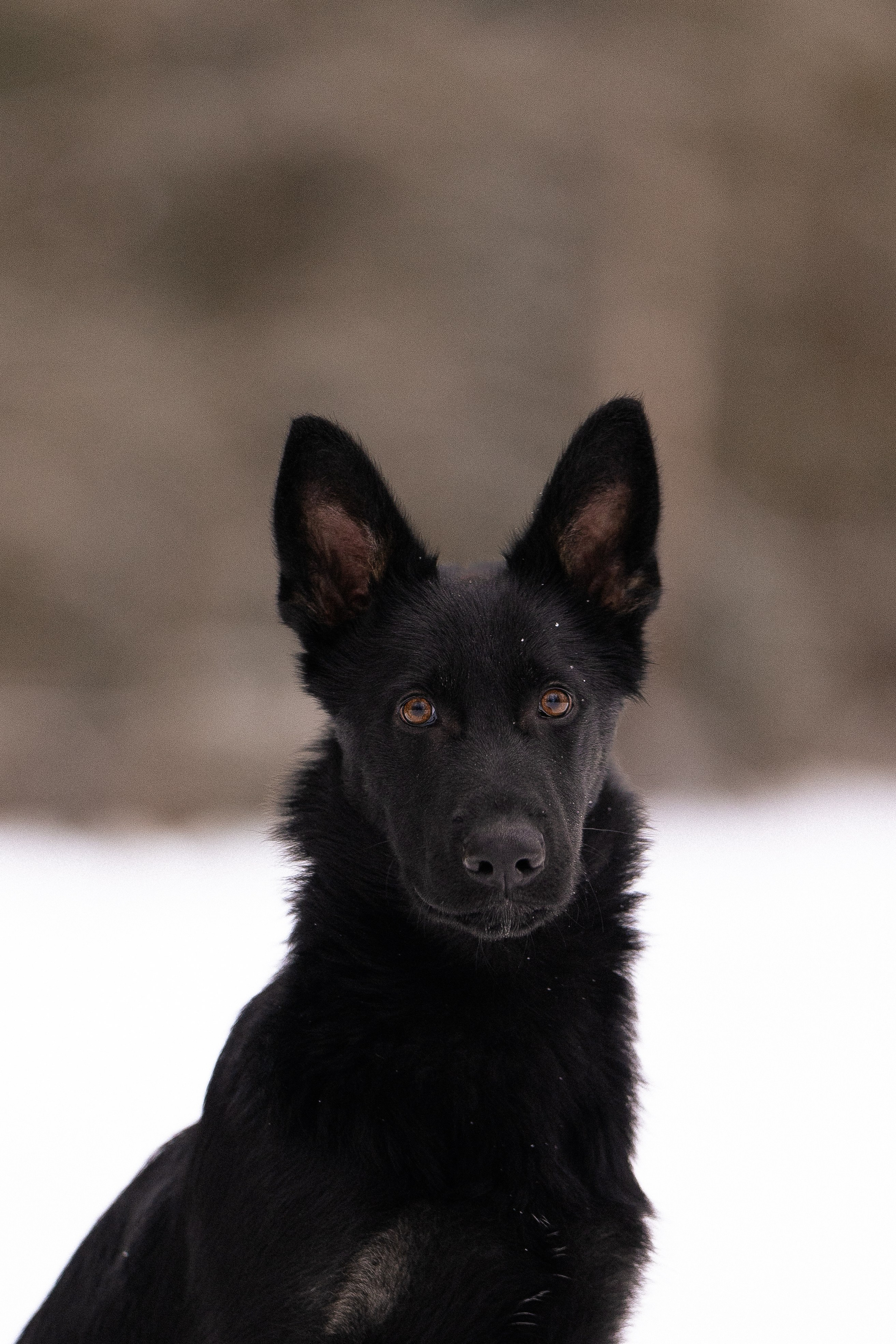 Немецкая овчарка. Фотограф и видеограф анималист Аганина Дарья
