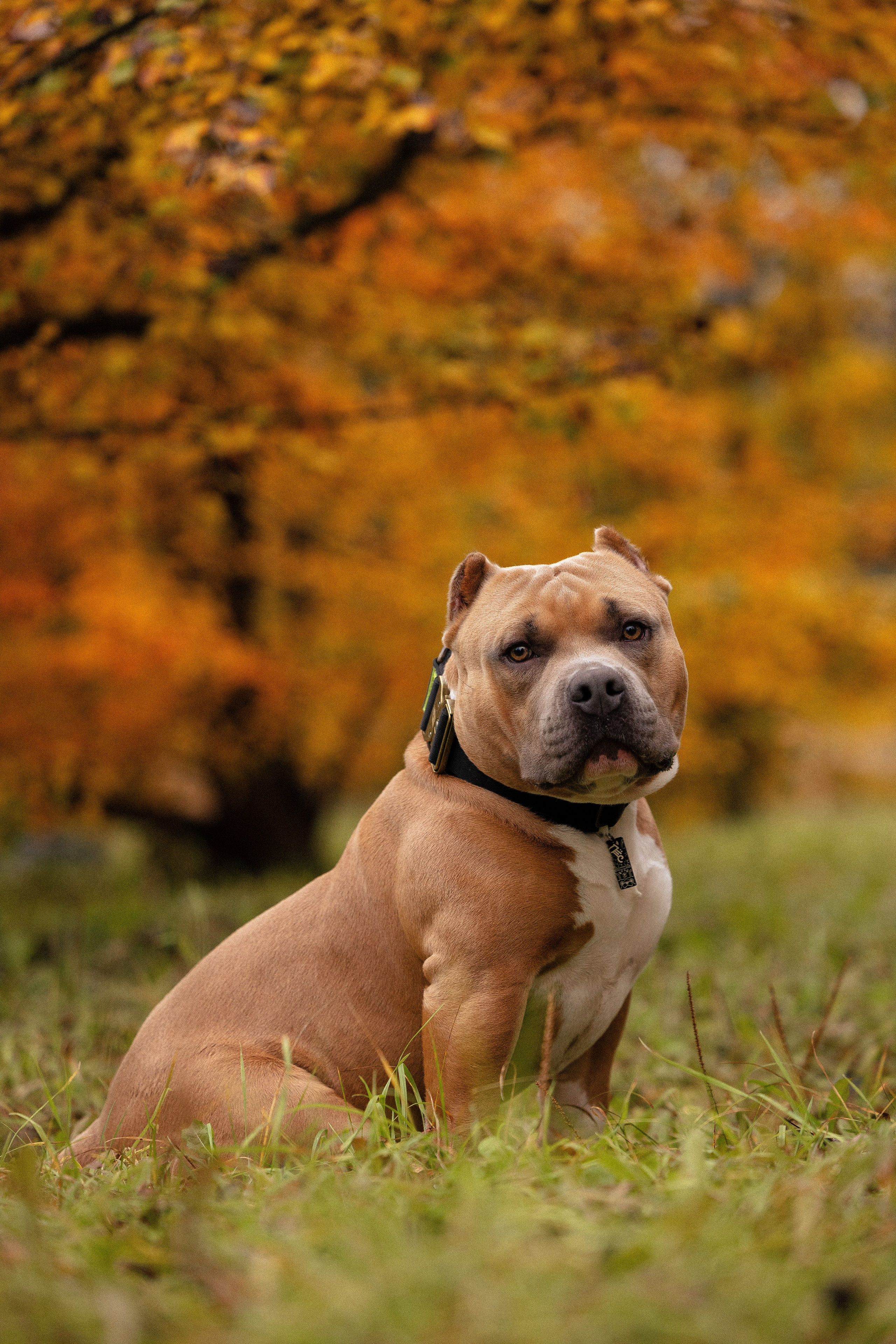 Алена и Тор. Фотограф и видеограф анималист Аганина Дарья