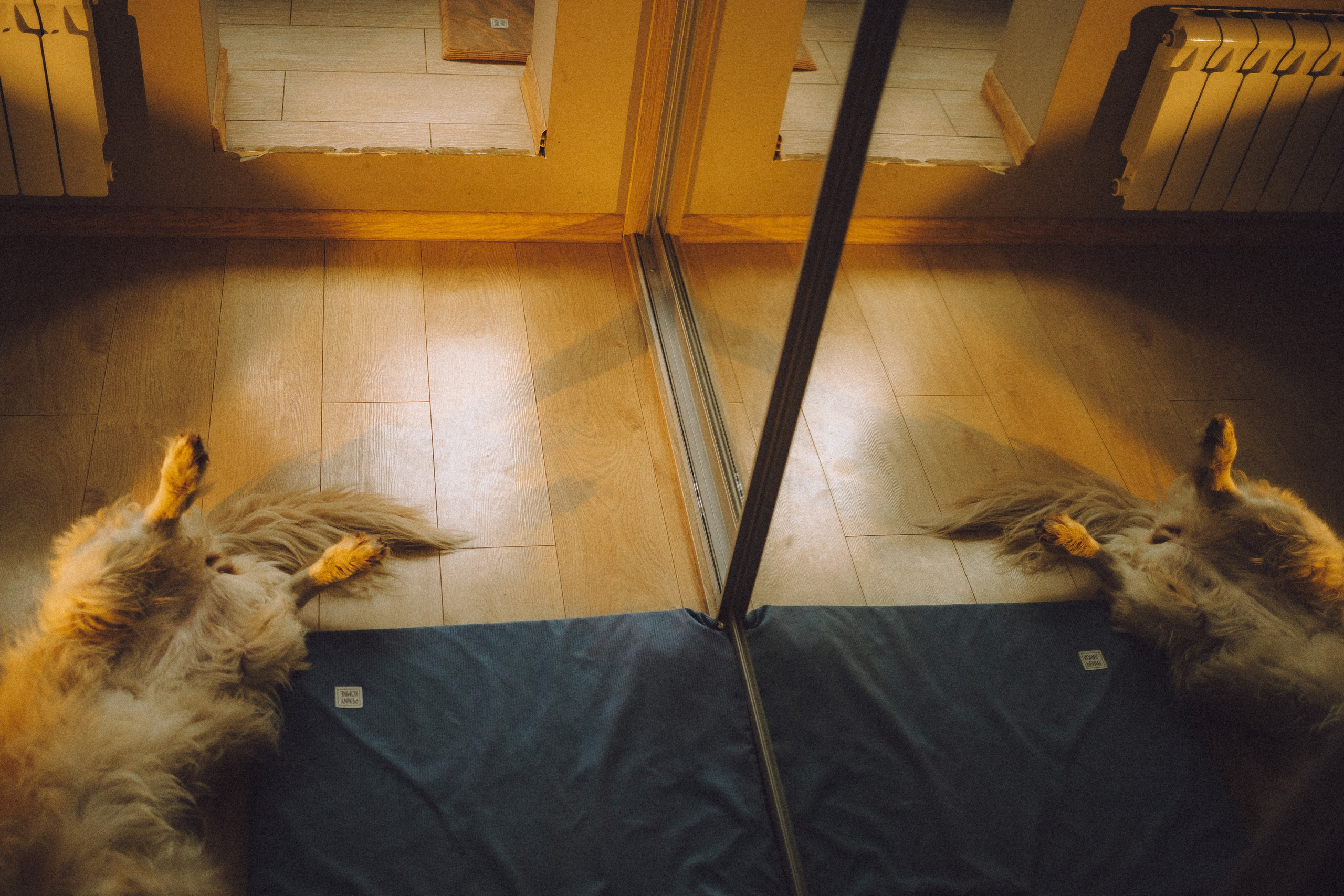 Ира, Андрей, Бэлла и Панда