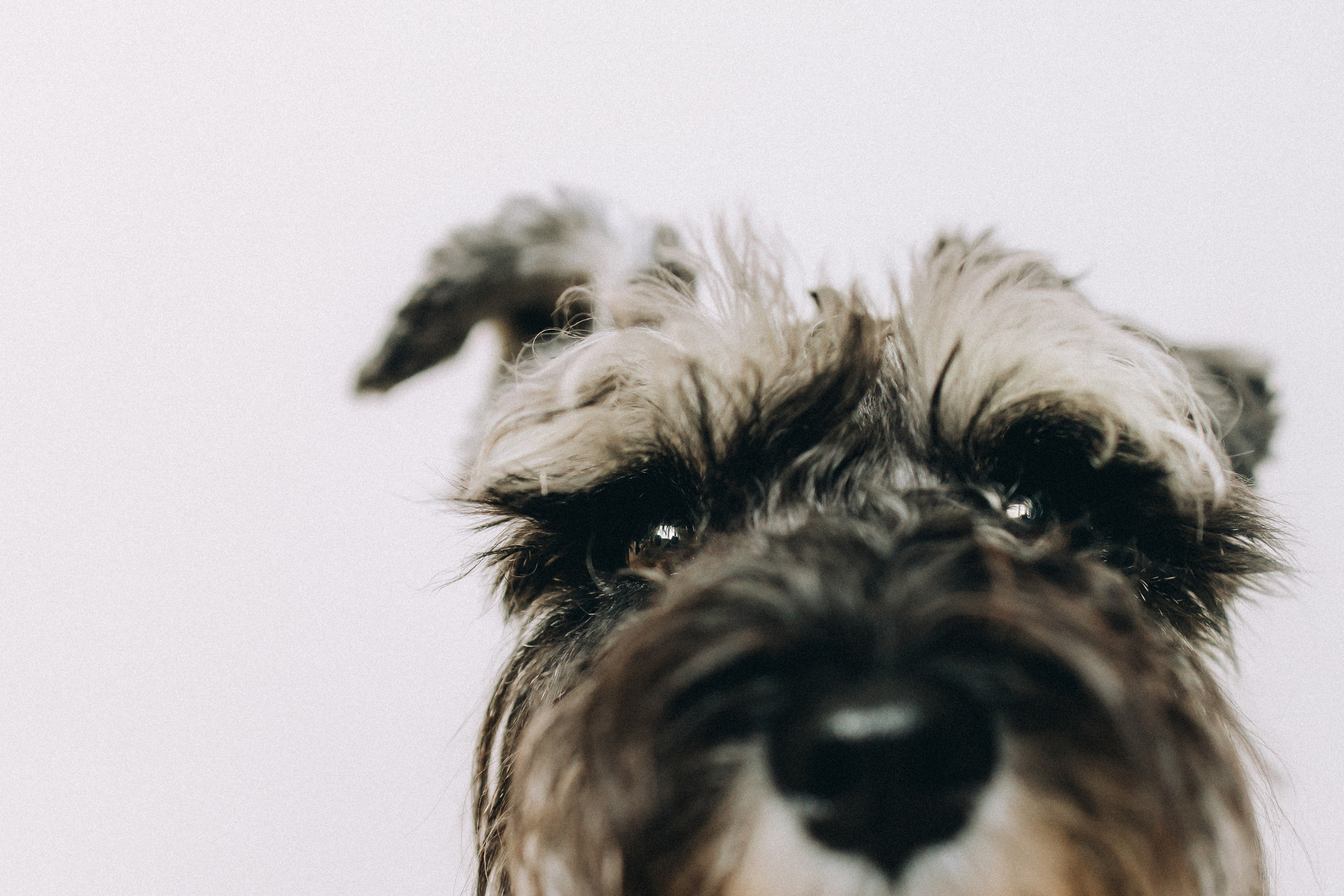 Лена и Зефир