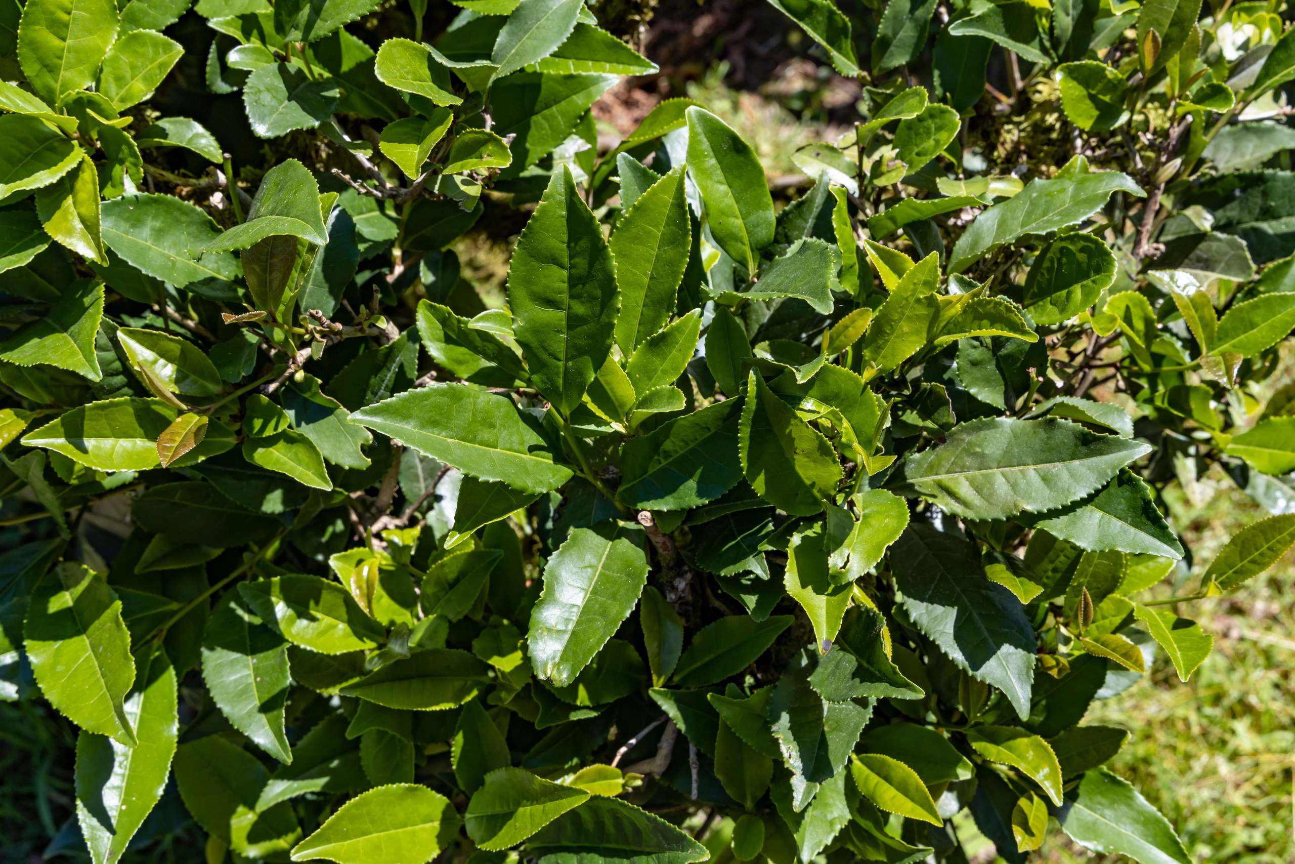 Сочи. Солох Аул. Репортажный, семейный и студийный фотограф в Москве Демин Алексей
