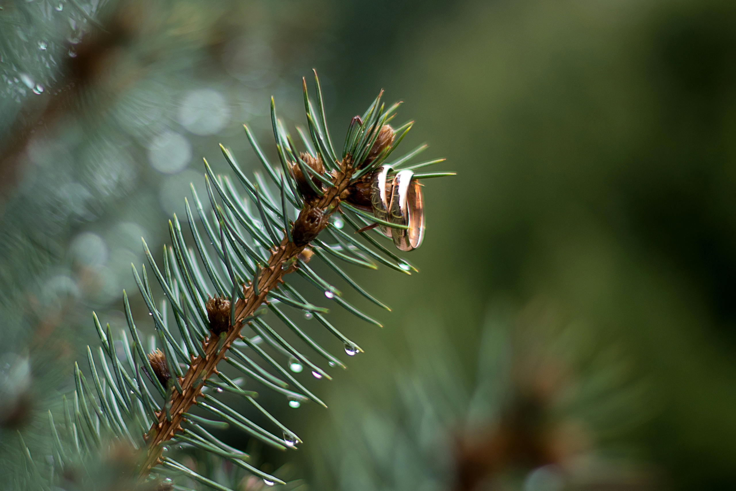 Свадебная фотография. Творческая команда Ульяшевы, свадебная и семейная фотография. Кахахста