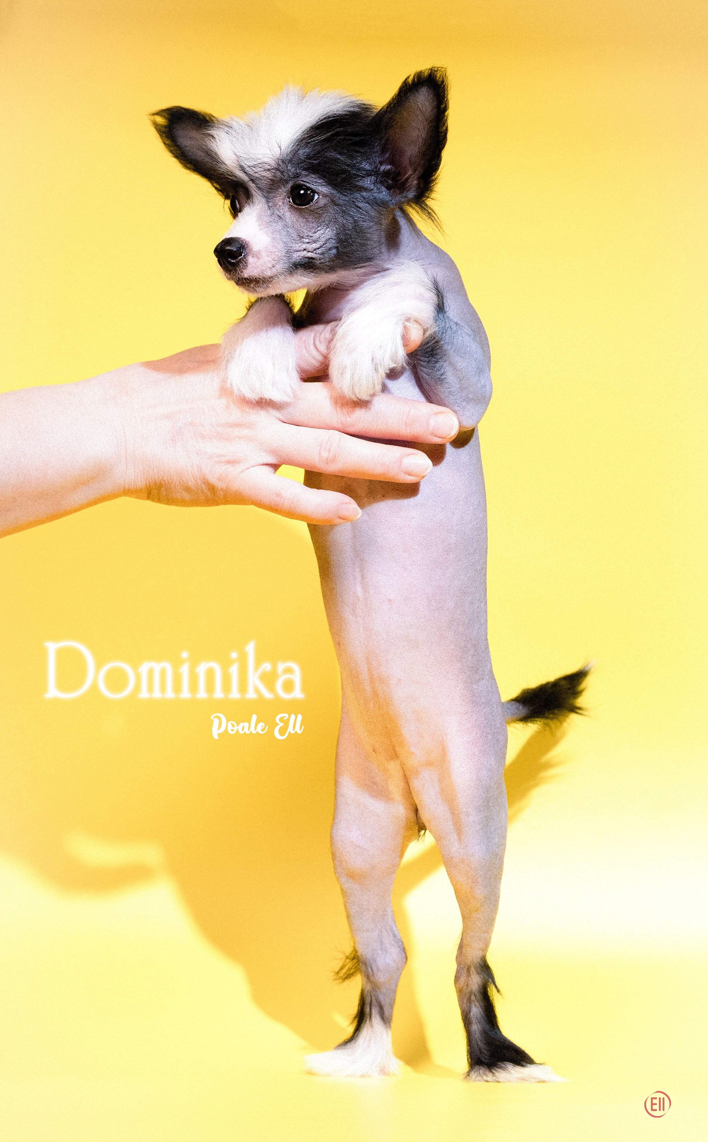 04.01.2026 Жёлтая фотосессия. Фотограф в Москве