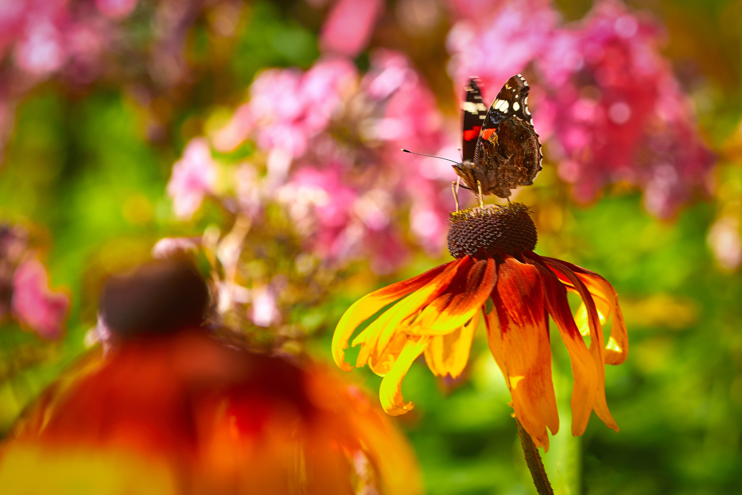 Наша мать — природа. Фотограф Владимир Артамонов