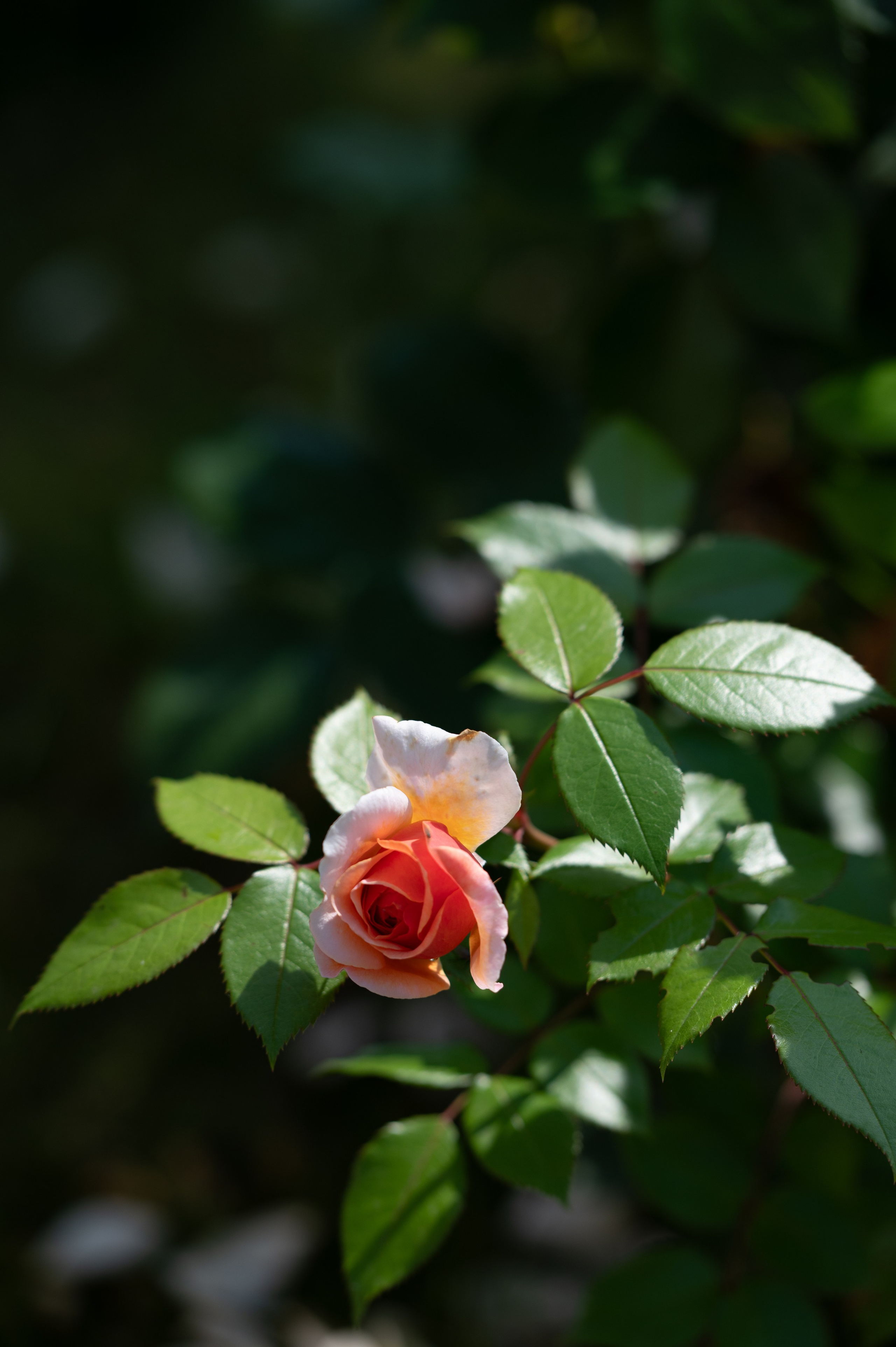 Denis & Tatiana | Russia, Dmitrov. Свадебный фотограф