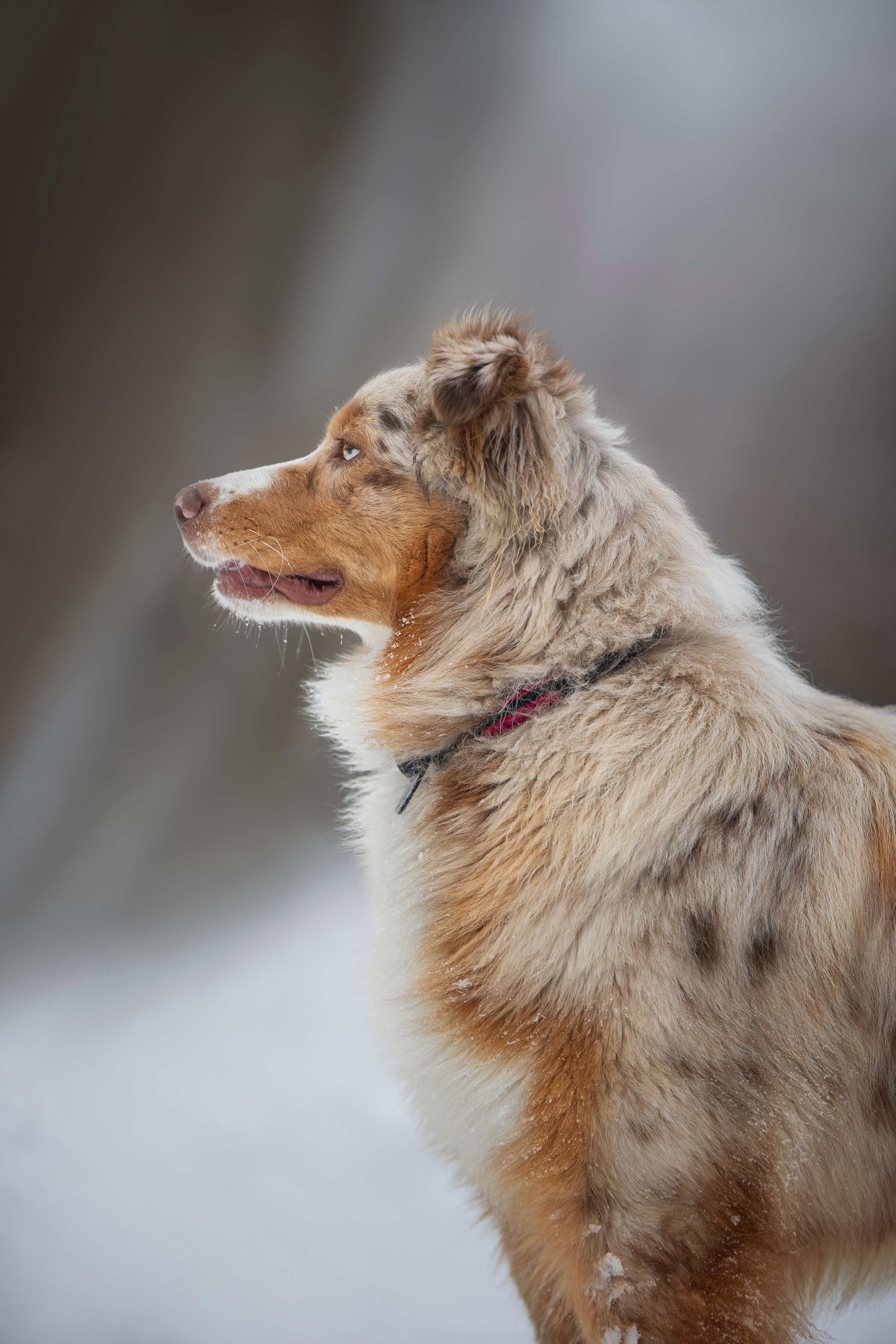 Настя, Игорь, Тесс и Марс. Фотограф анималист в Москве Майорова Евгения