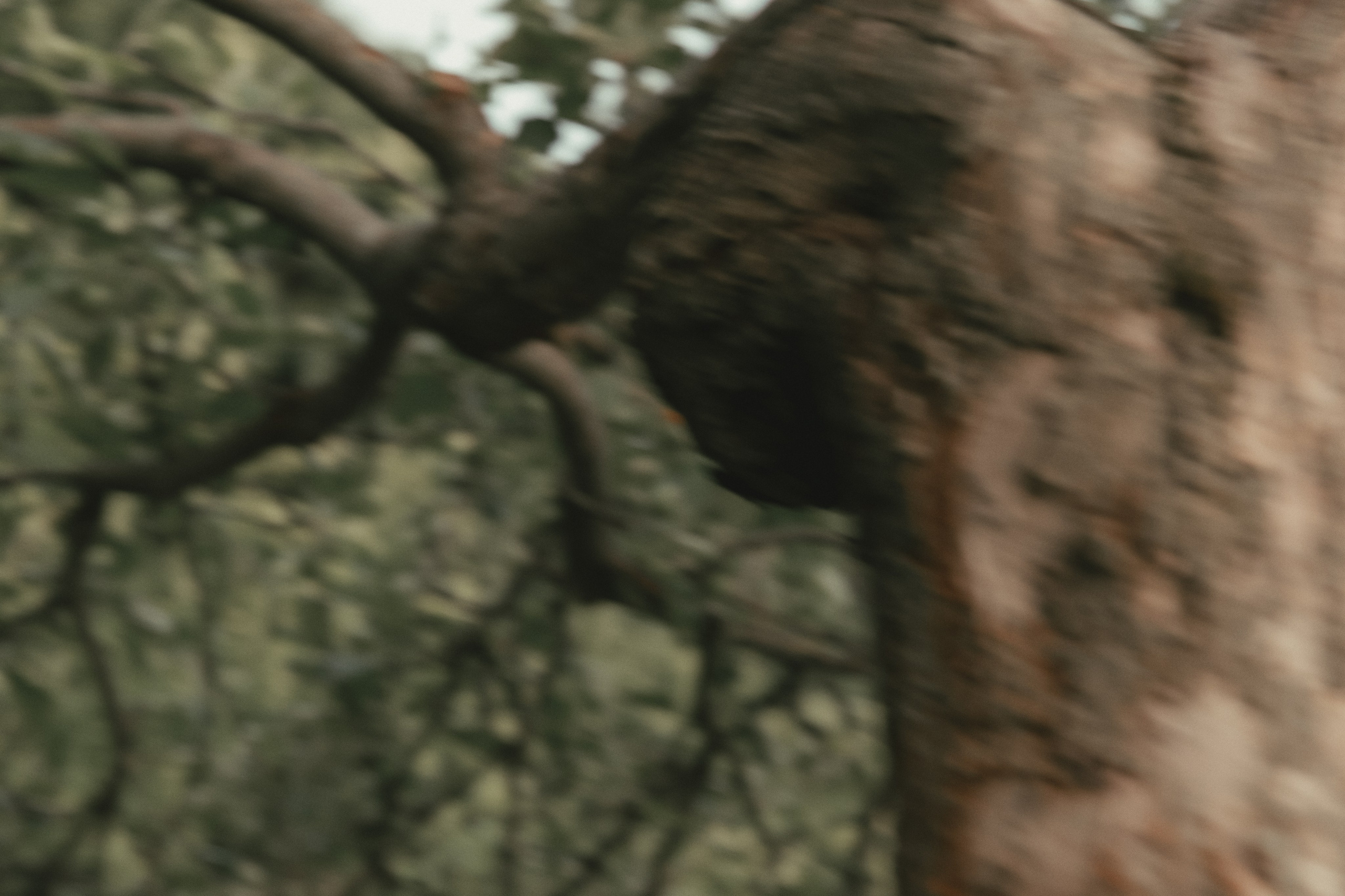 Фотосъемка в Коломенском. Елизавета Приходько женский фотограф Москва