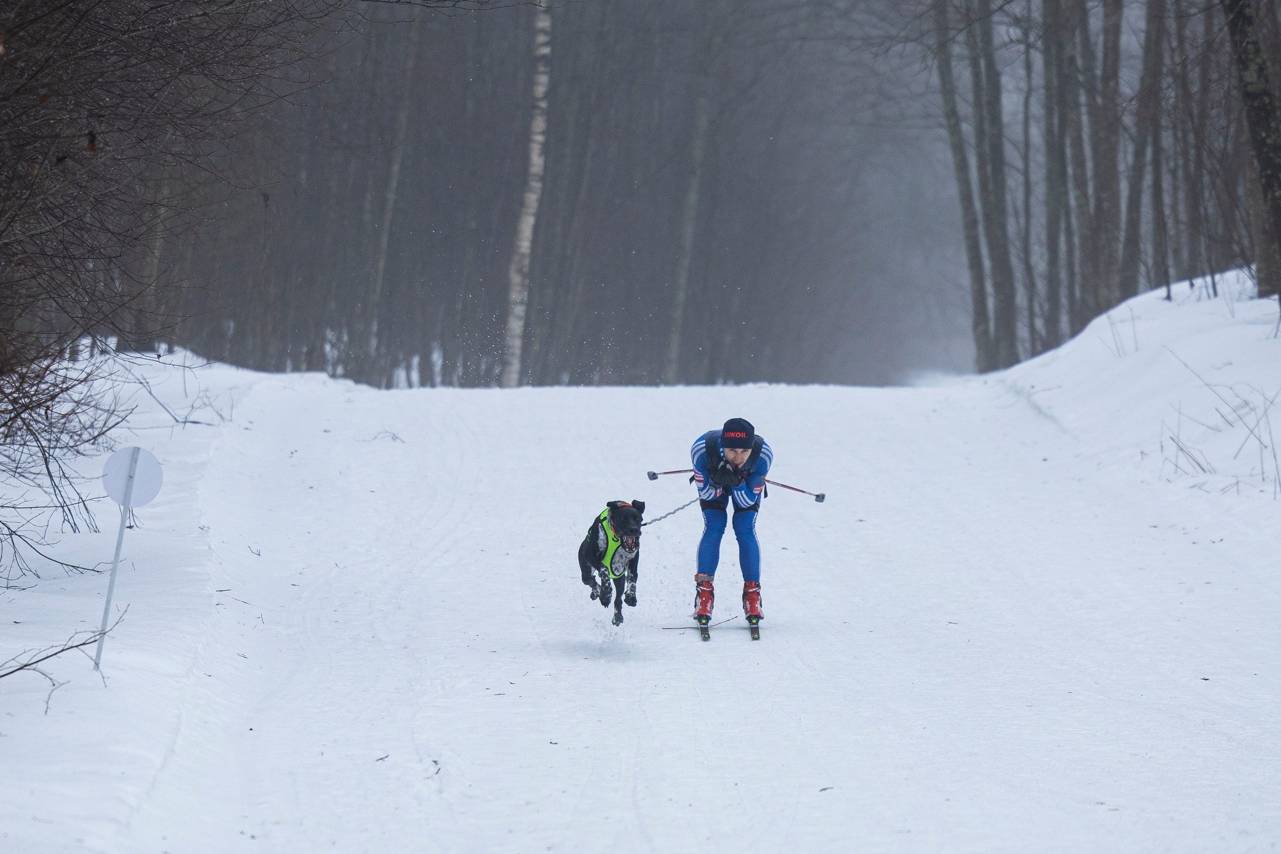 Зимний Чемпионат Санкт-Петербурга по ездовому спорту. Фотограф-анималист Анна Маринич