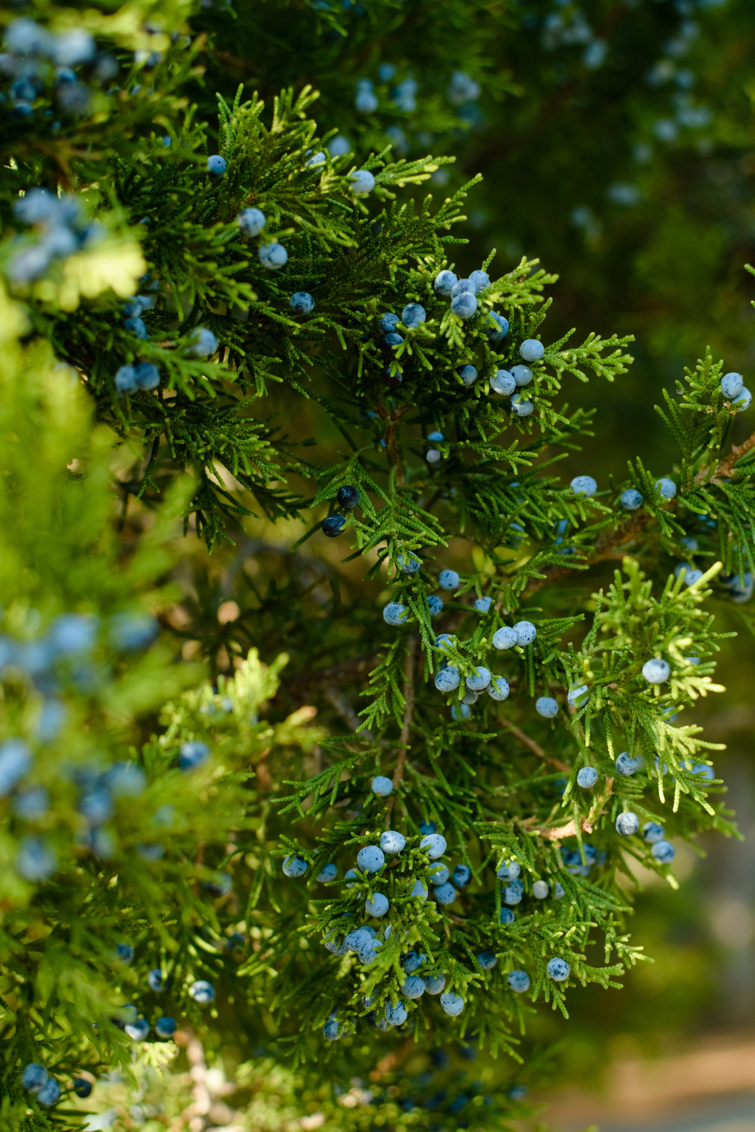 Ирина. Gorbunova Alina Фотограф