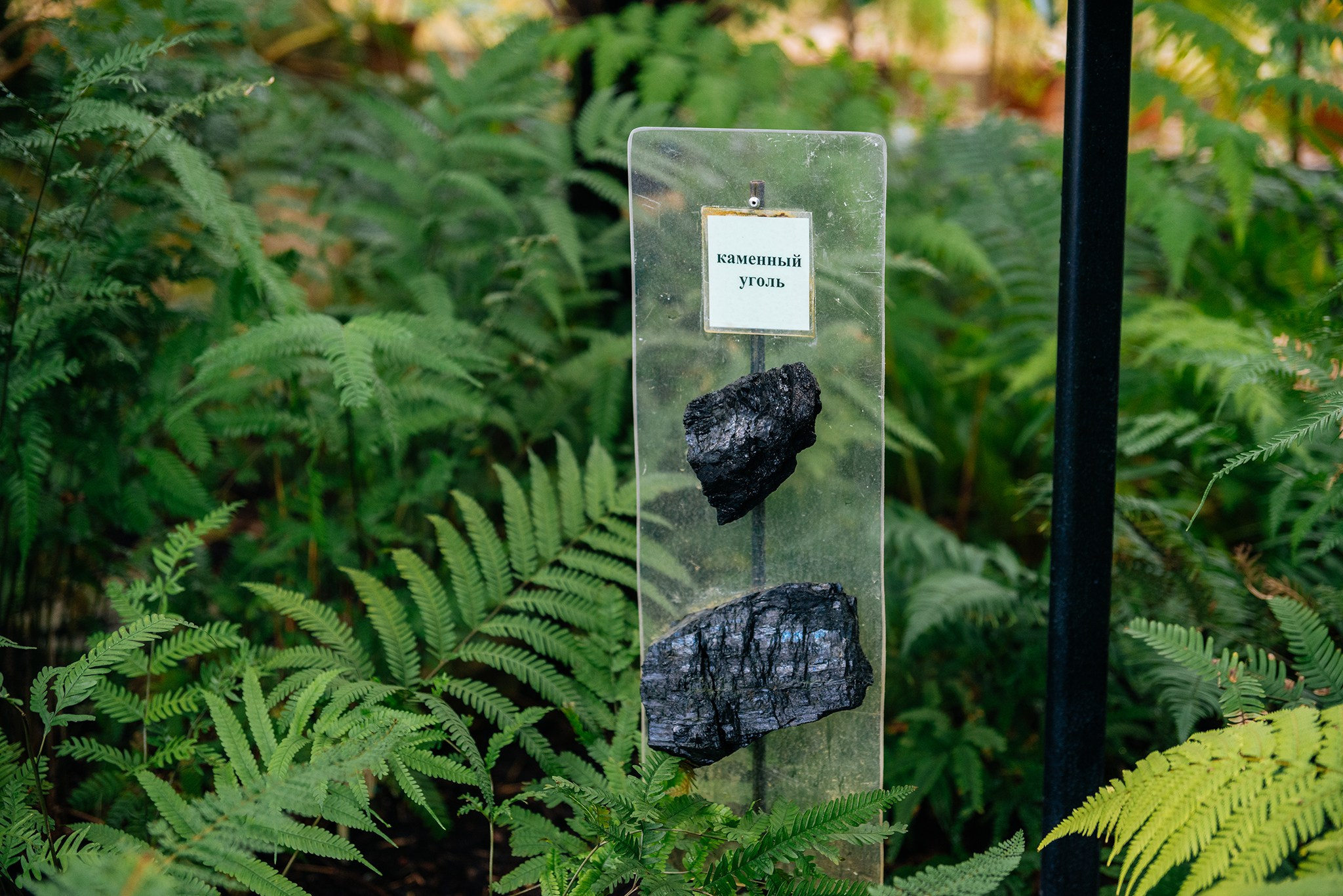 Ботанический сад. Субтропический маршрут. Март 26. Репортажный фотограф в Санкт-Петербурге Анастасия Клёпова