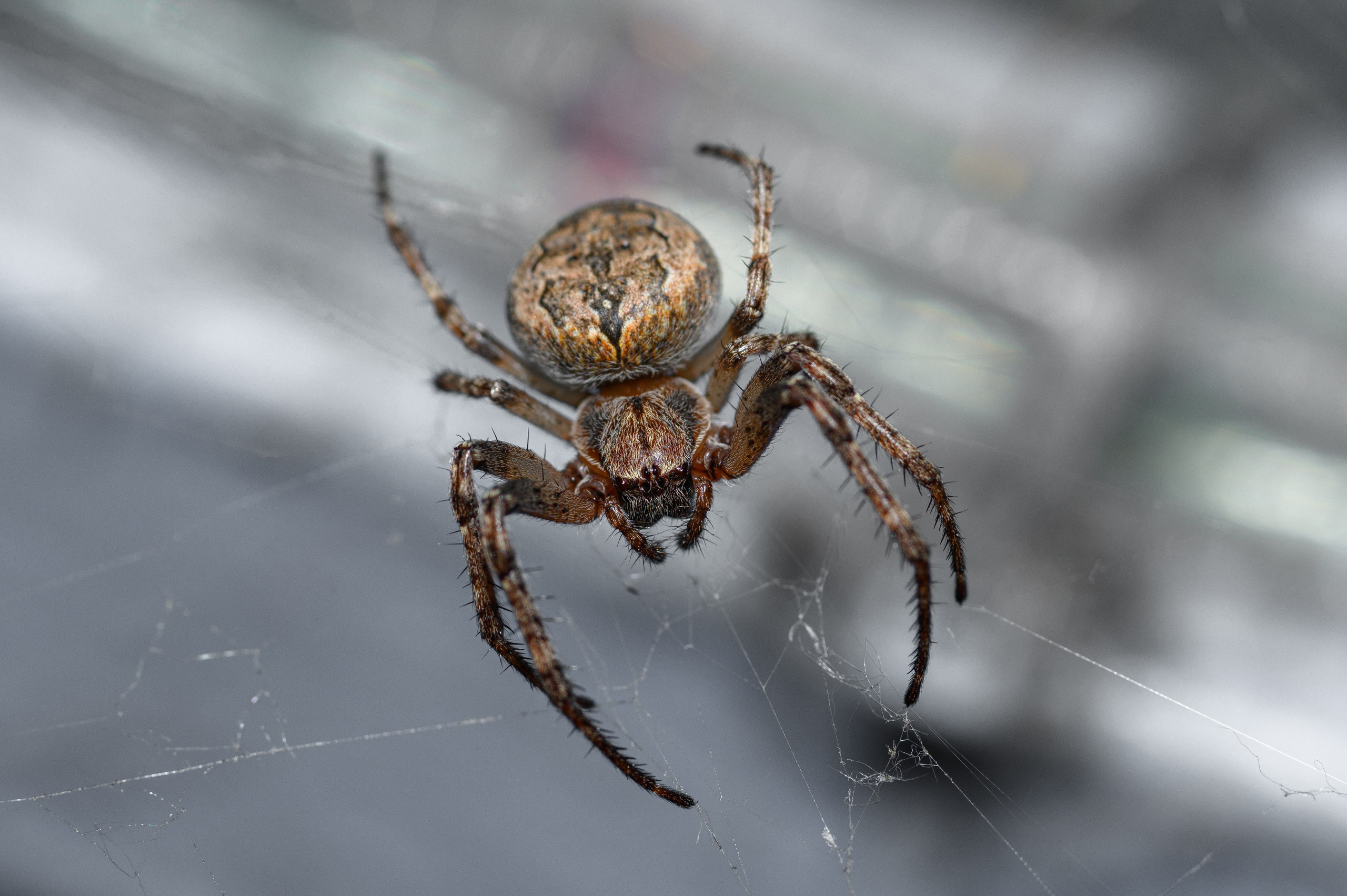 Природа. Фотограф в городе Омске Константин Зоткин