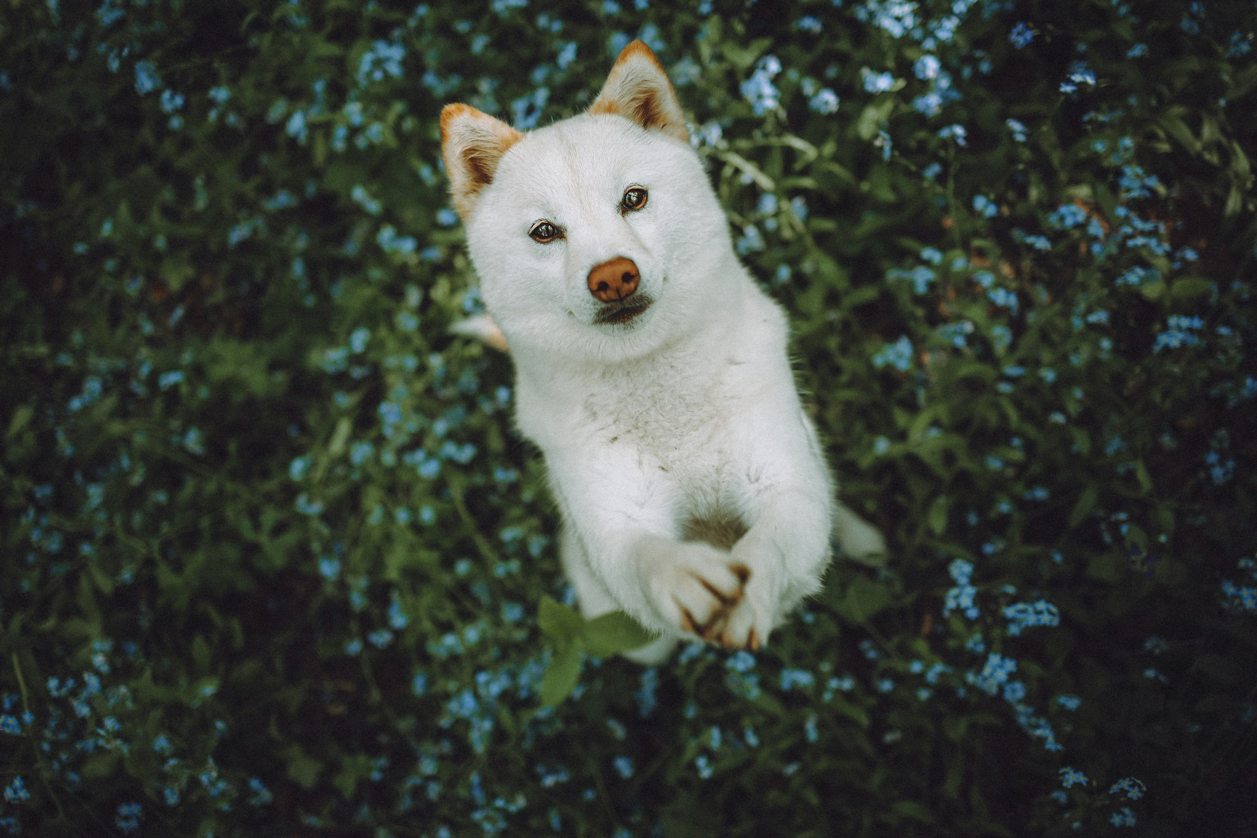 Шед, Цири, Чиби, Цера и их семья