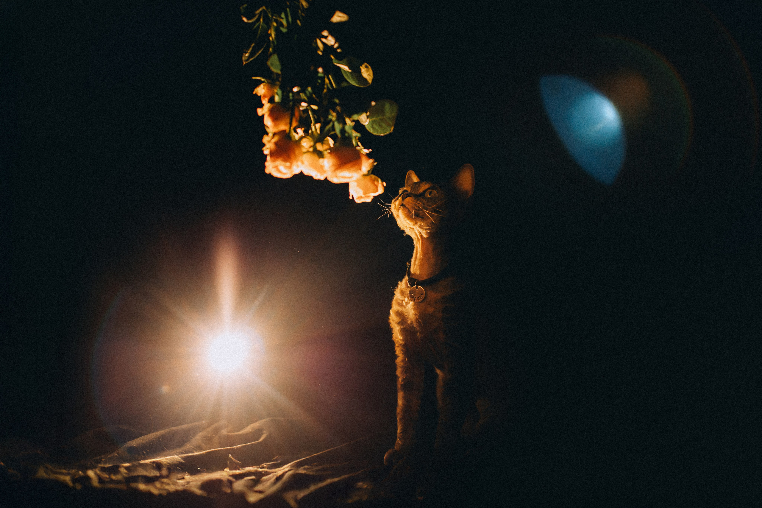 Гречка, Ковш и их семья