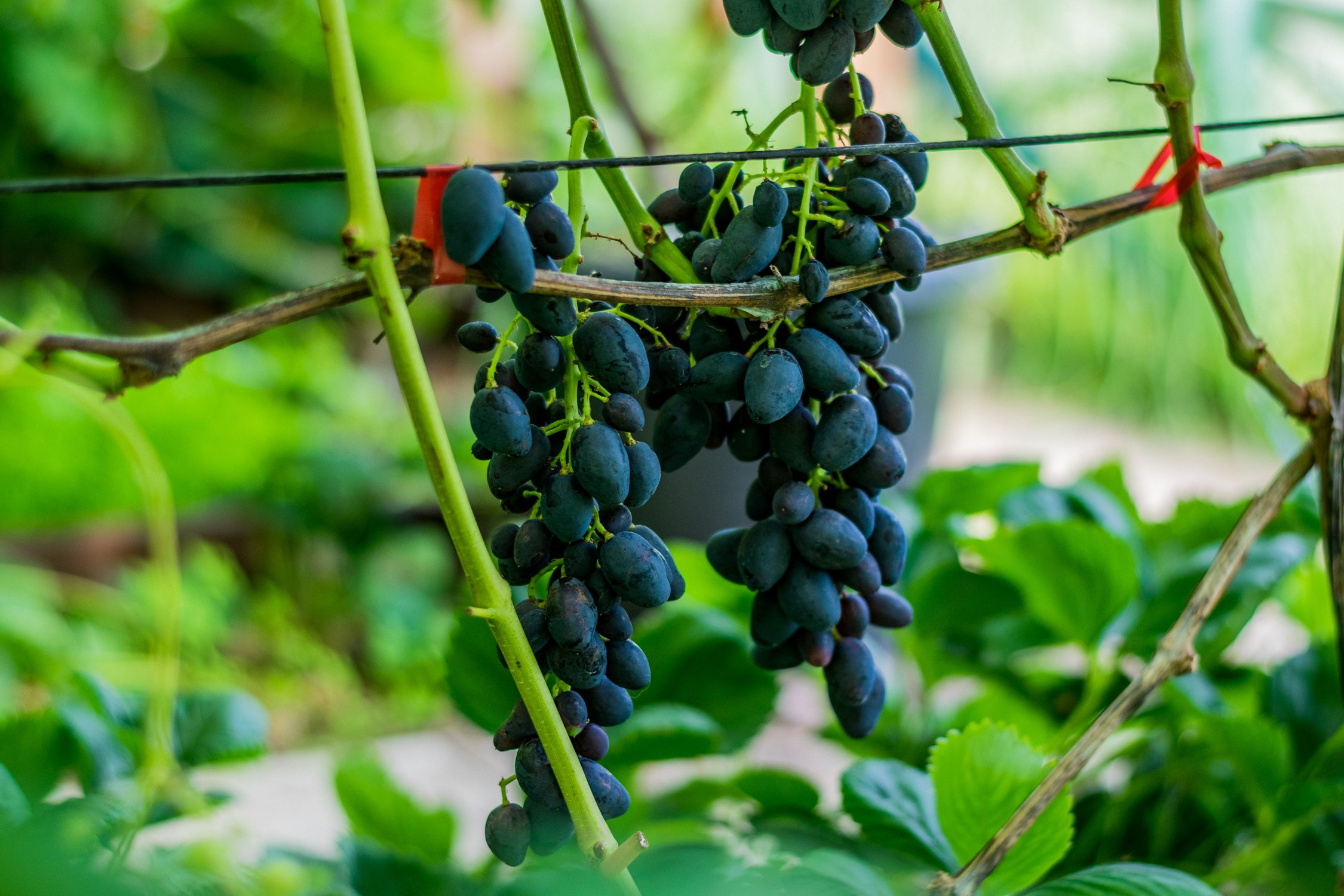 Антон Курдюмов фотограф в Хабаровске Рина Курдюмова фото27 foto27 Антон Дорофеев репортажный репортаж документалист Тони и Рина фотосоздатели Виноградники Хехцир 2024 Хабаровск виноград дикий фермер фермерство дачный сезон
